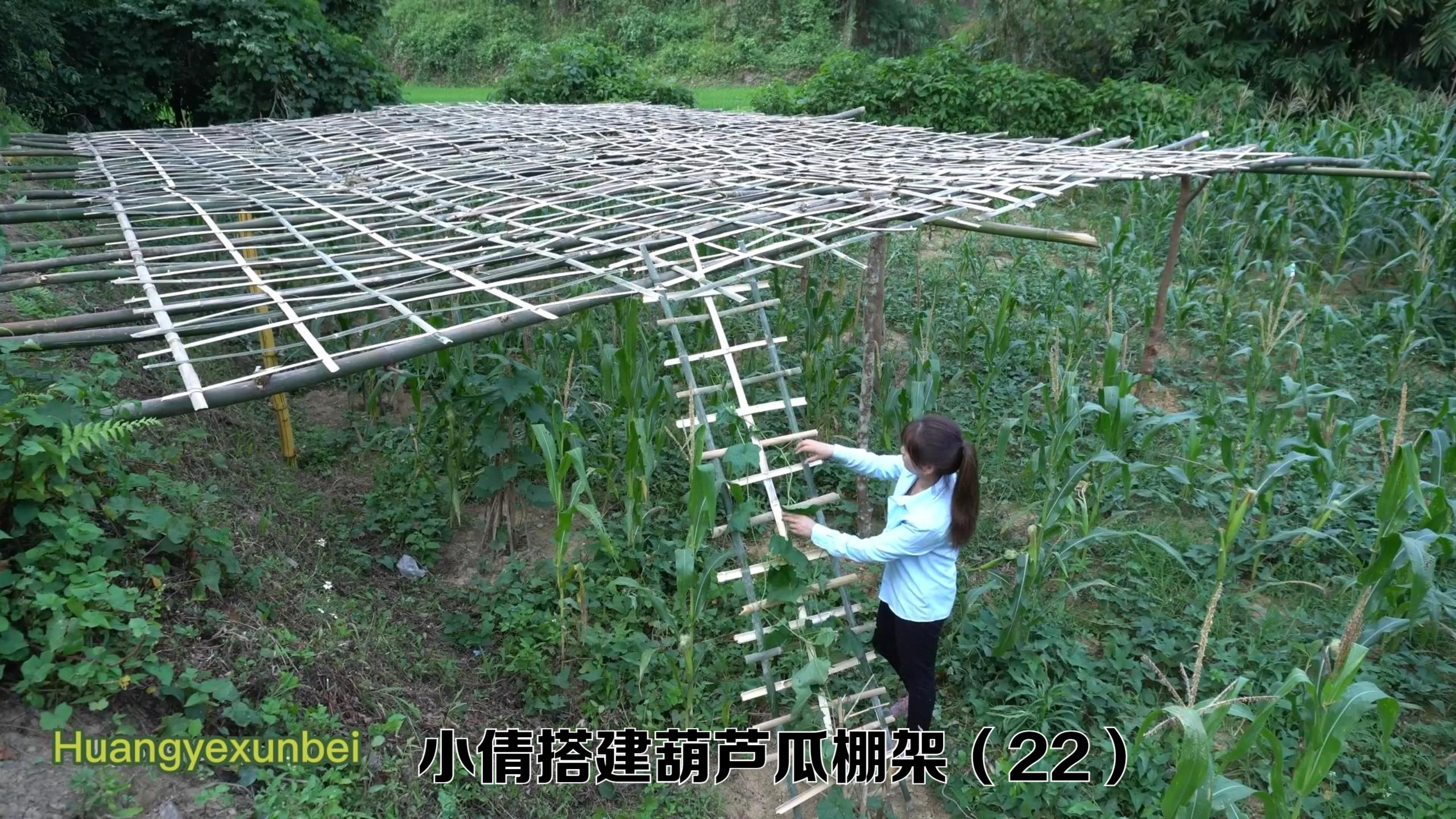 小倩喂养鸡、鸭、小猪,搭建葫芦瓜棚架