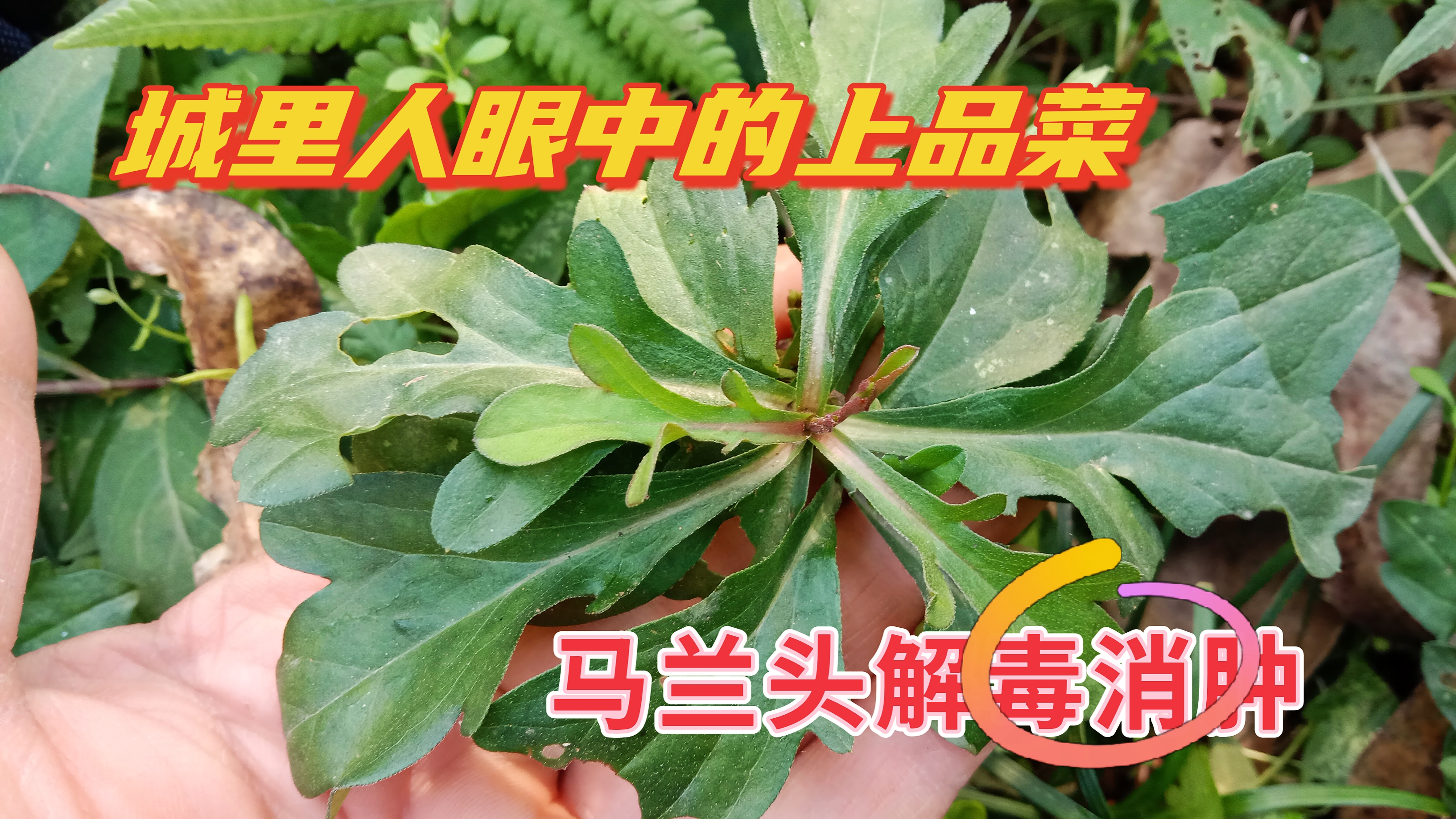 农民眼中的猪草,城里人眼中的上品菜,常吃马兰头清热解毒