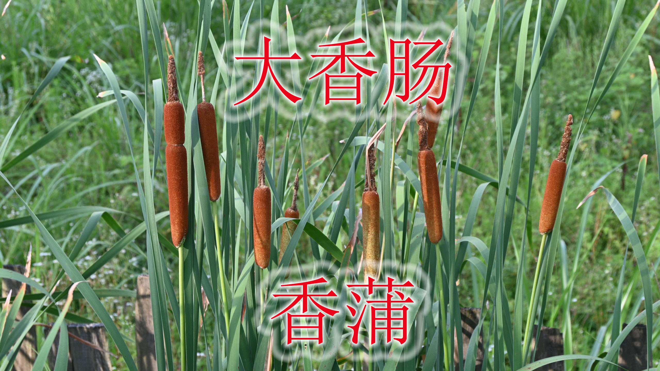 香蒲背负着“大香肠”的名声,不能吃却别有妙用,全草都是宝