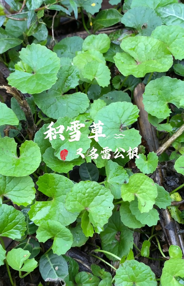 积雪草也叫雷公根,你知道它的价值吗?