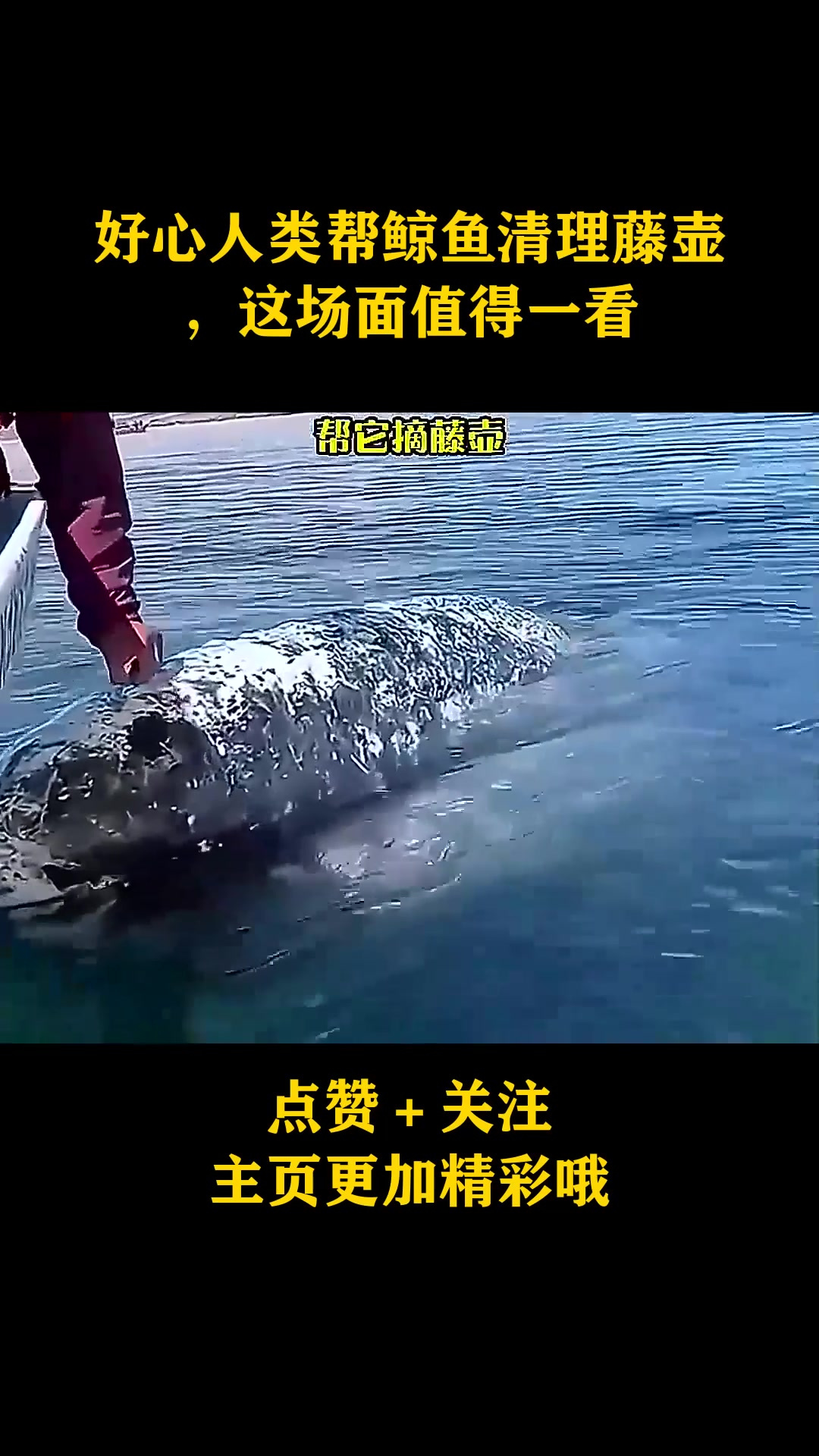 好心人类帮鲸鱼清理藤壶,这场面值得一看