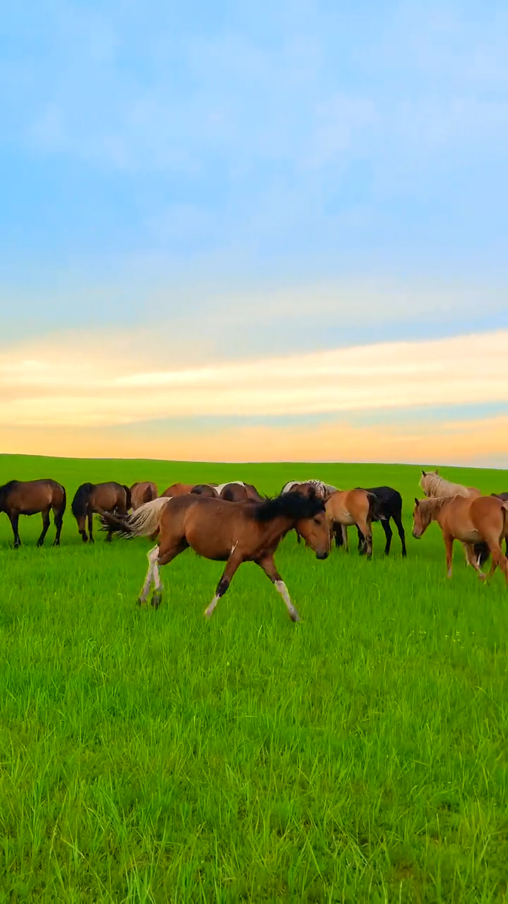 想不想来草原与我一起牧马?