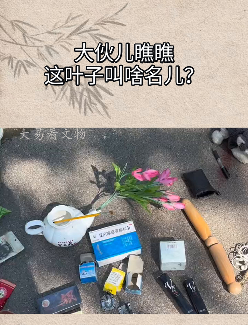 大伙儿瞧瞧,这叶子叫啥名儿?