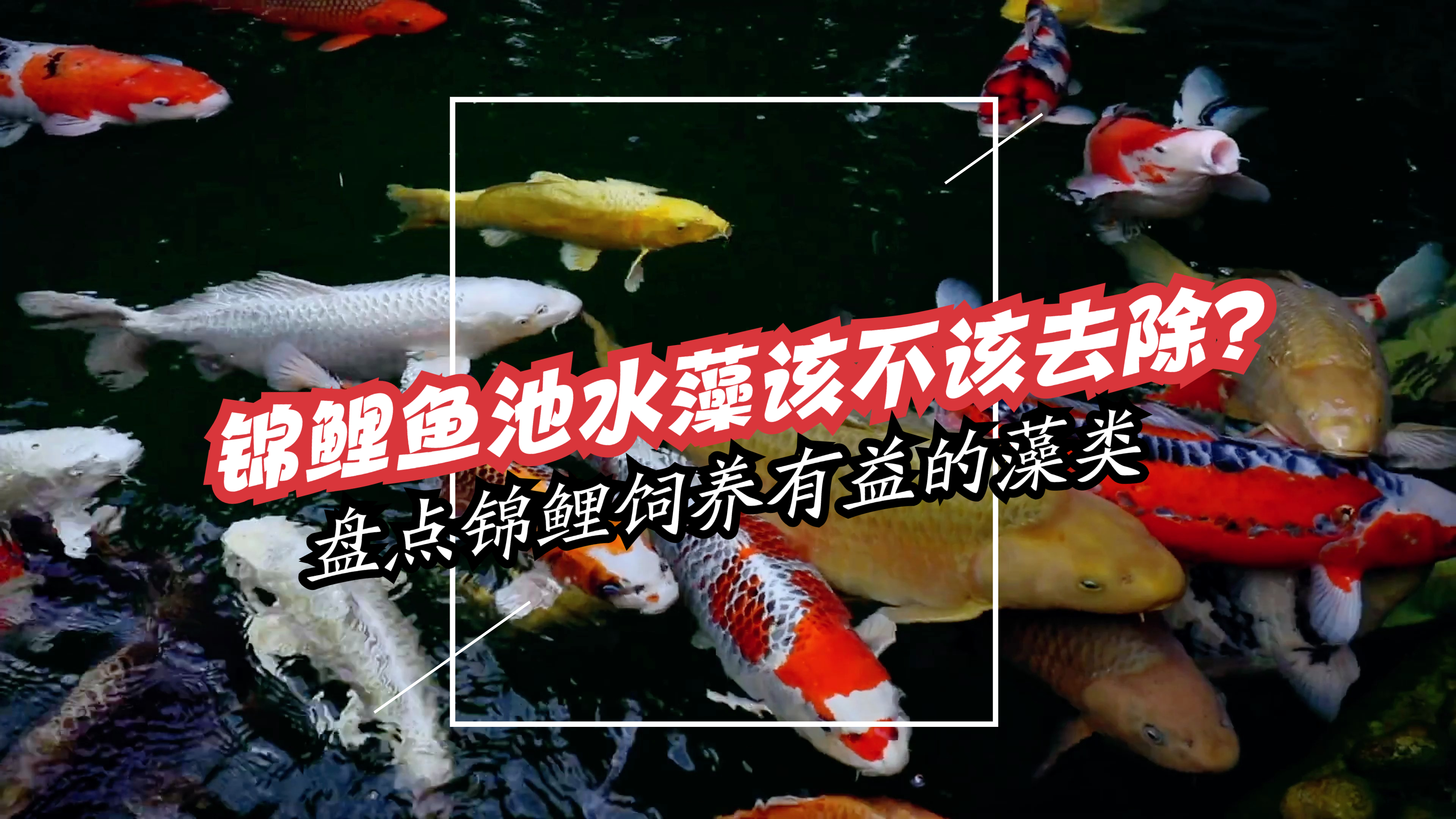 锦鲤鱼池水藻到底该不该清理?说说锦鲤鱼池中那些有益的藻类
