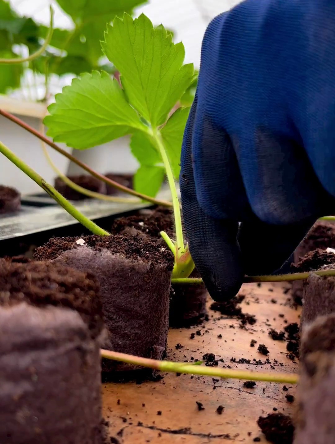 草莓匍匐茎繁殖是最简单和有效的方法