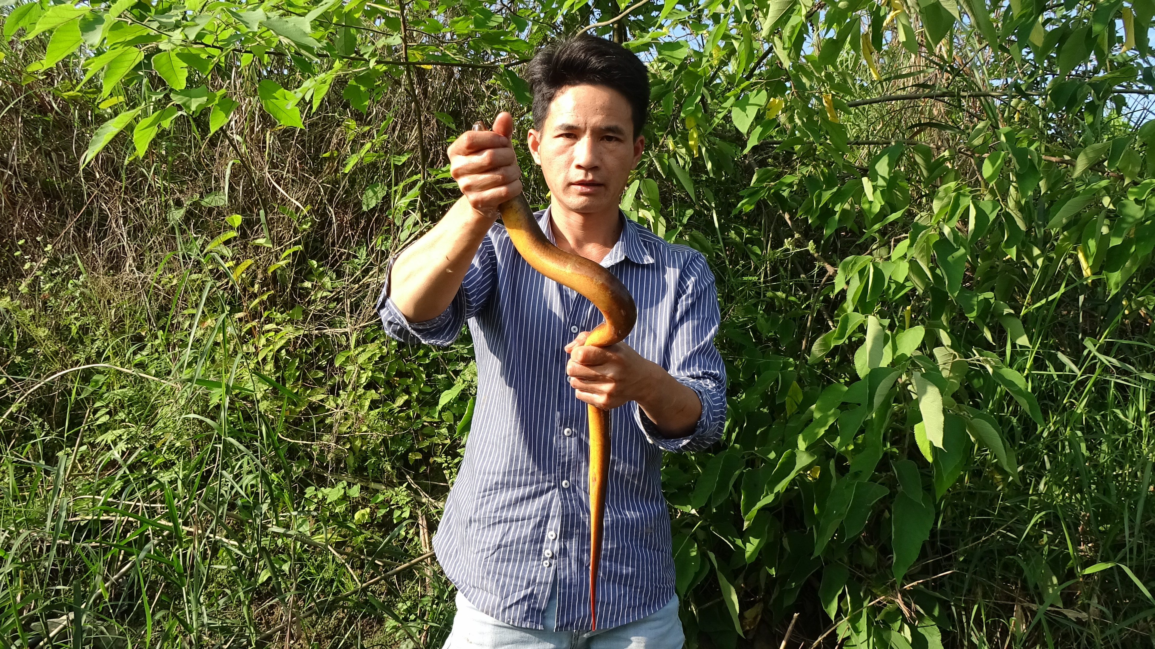 一米长的巨鳝，小莫花四天时间钓上来，太凶猛了