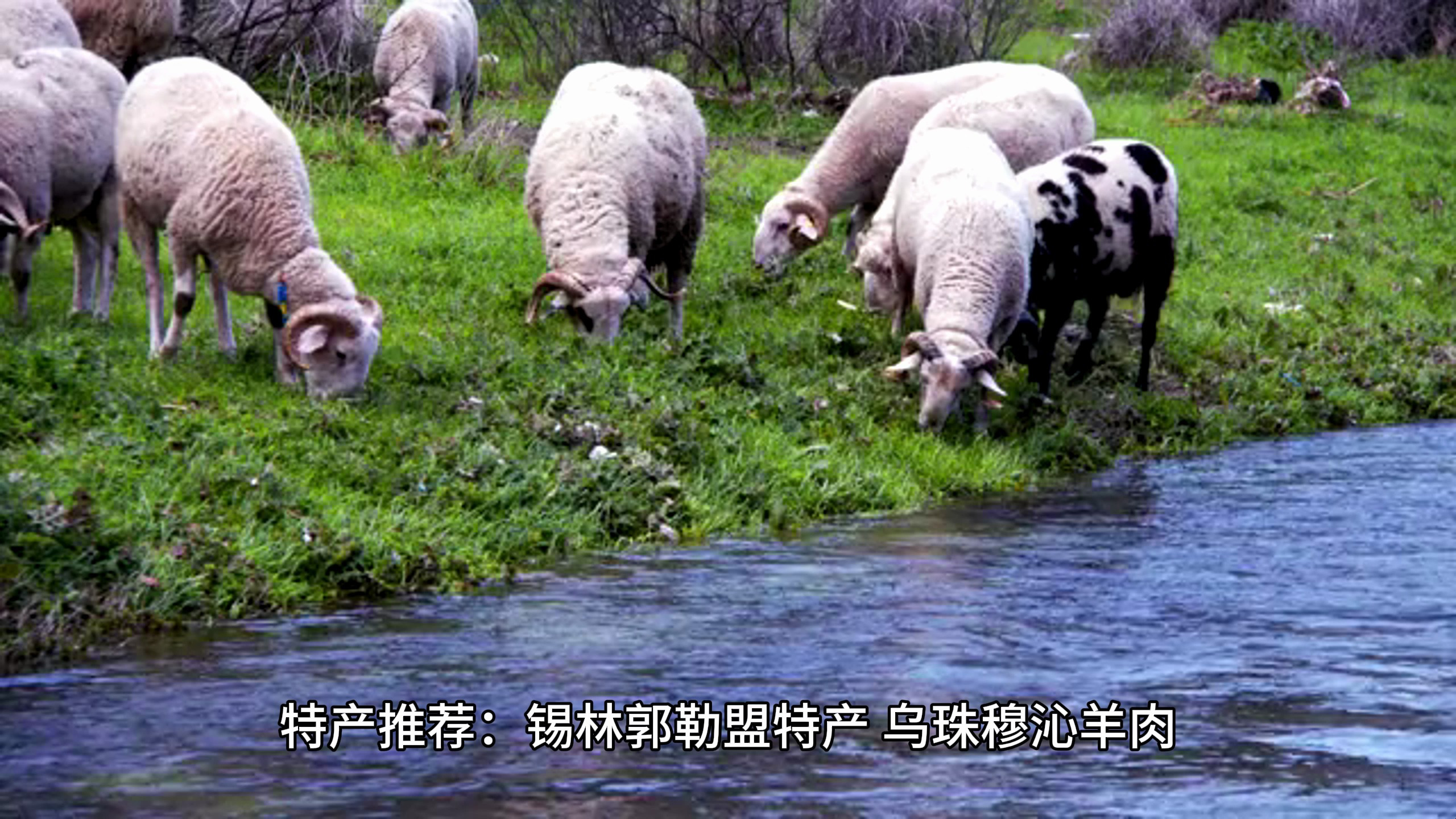 特产推荐:内蒙古锡林郭勒盟特产