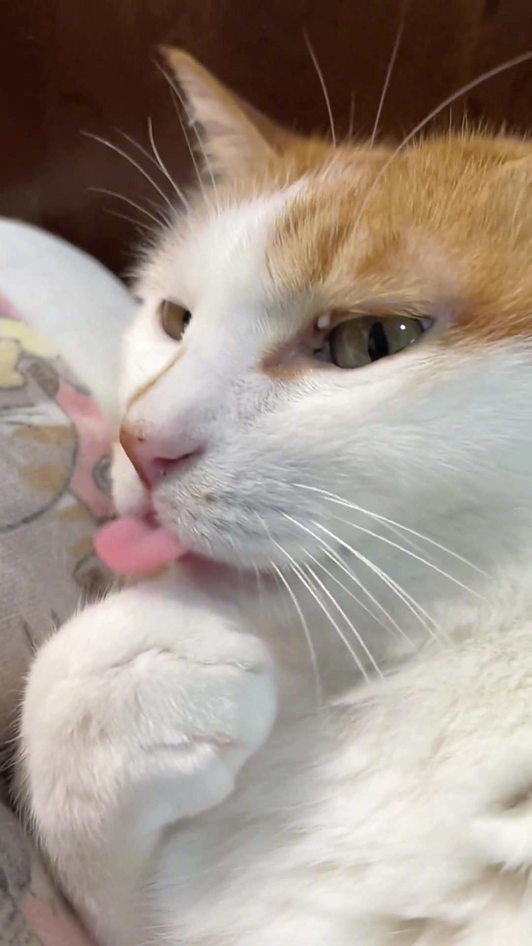 好黄的猫大橘为重橘猫猫咪舔手