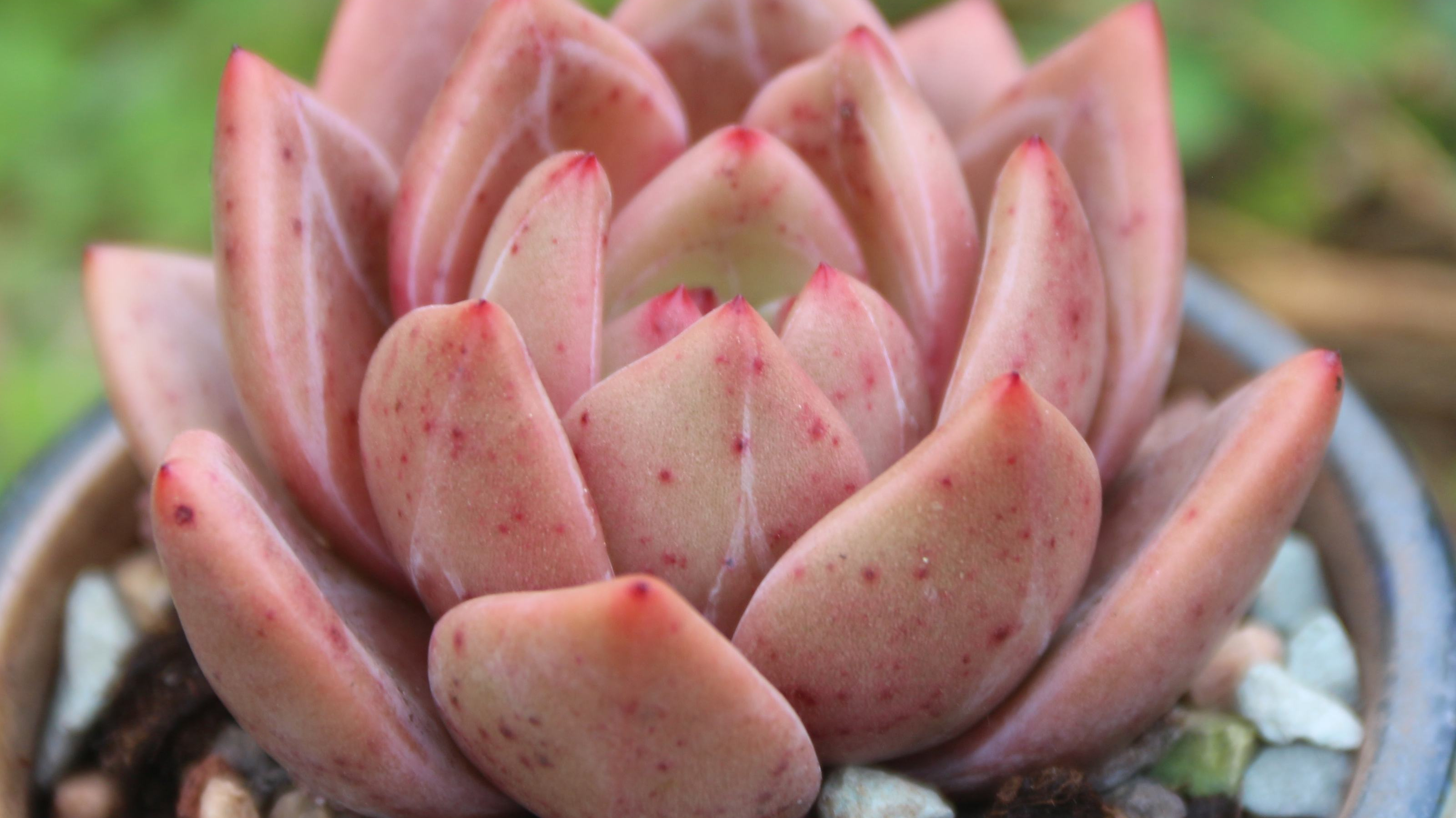 多肉香槟遇到这个问题别担心,教你一招,新手也能轻松复活多肉