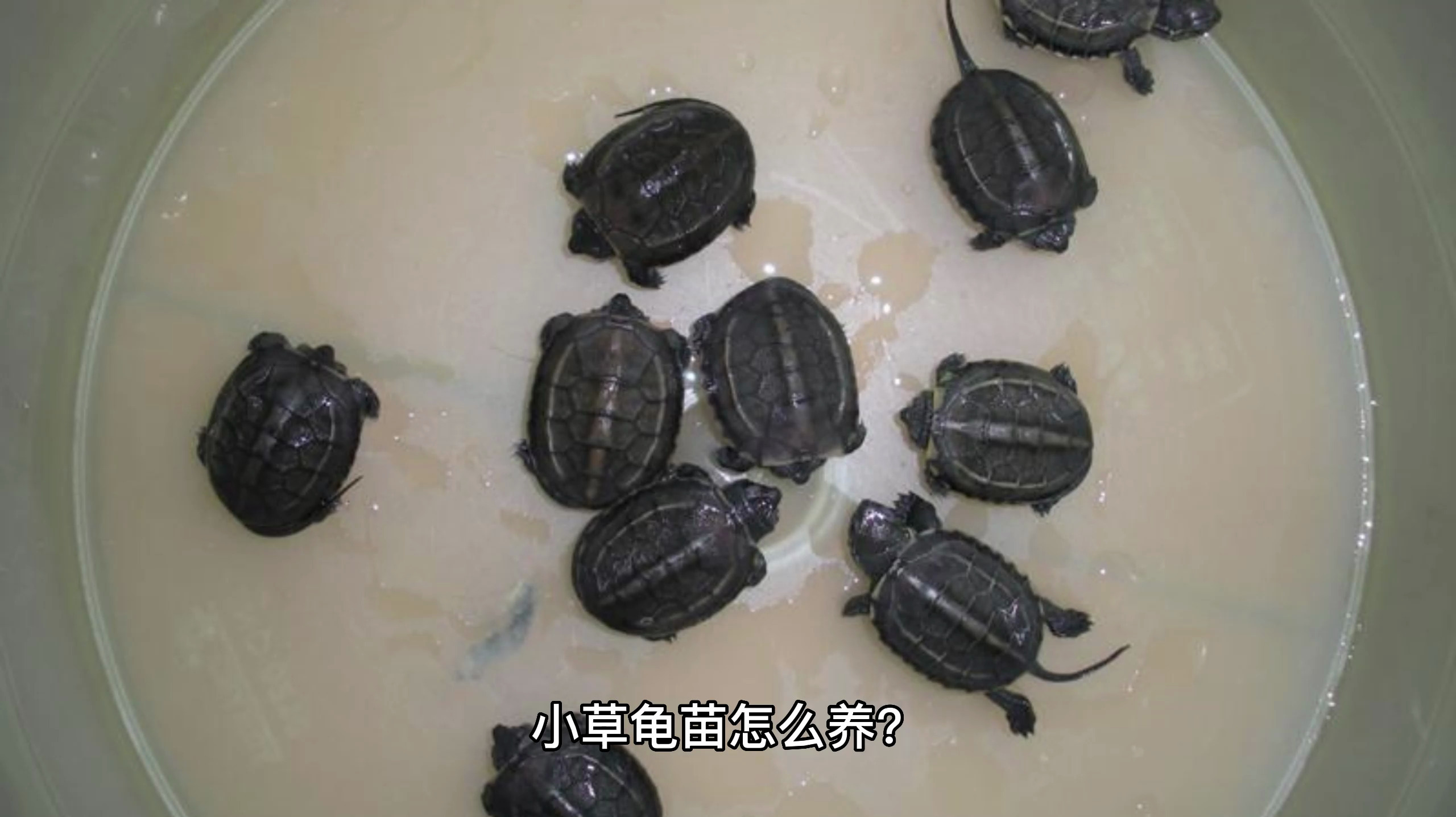 1-2厘米的小草龟苗怎么养