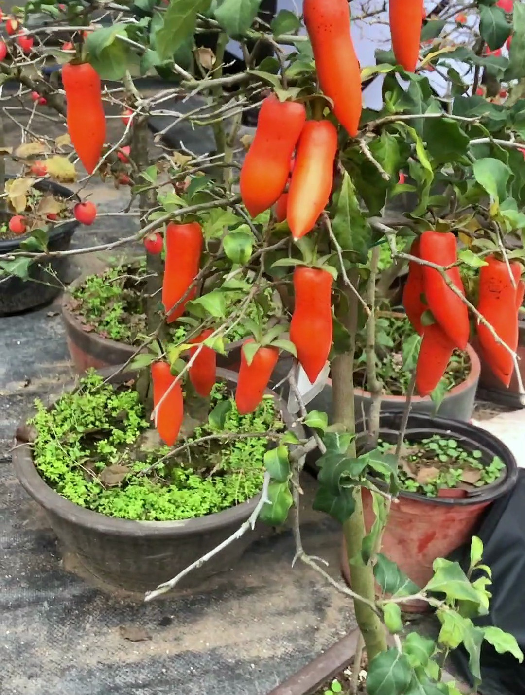 院子里有一棵梦之雫,这个果型成色你们觉得怎么样?-度小视