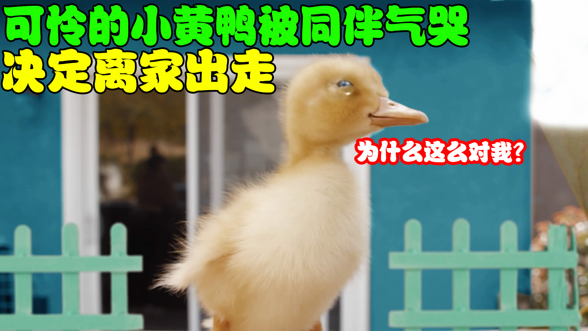 可怜的小黄鸭被同伴气哭,下定决心离家出走,结局却很温暖!