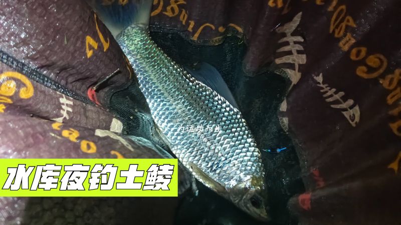 土鲮重度爱好者，独自夜钓水库土鲮，钓法变化太重要差点就爆护了,体育,钓鱼,好看视频