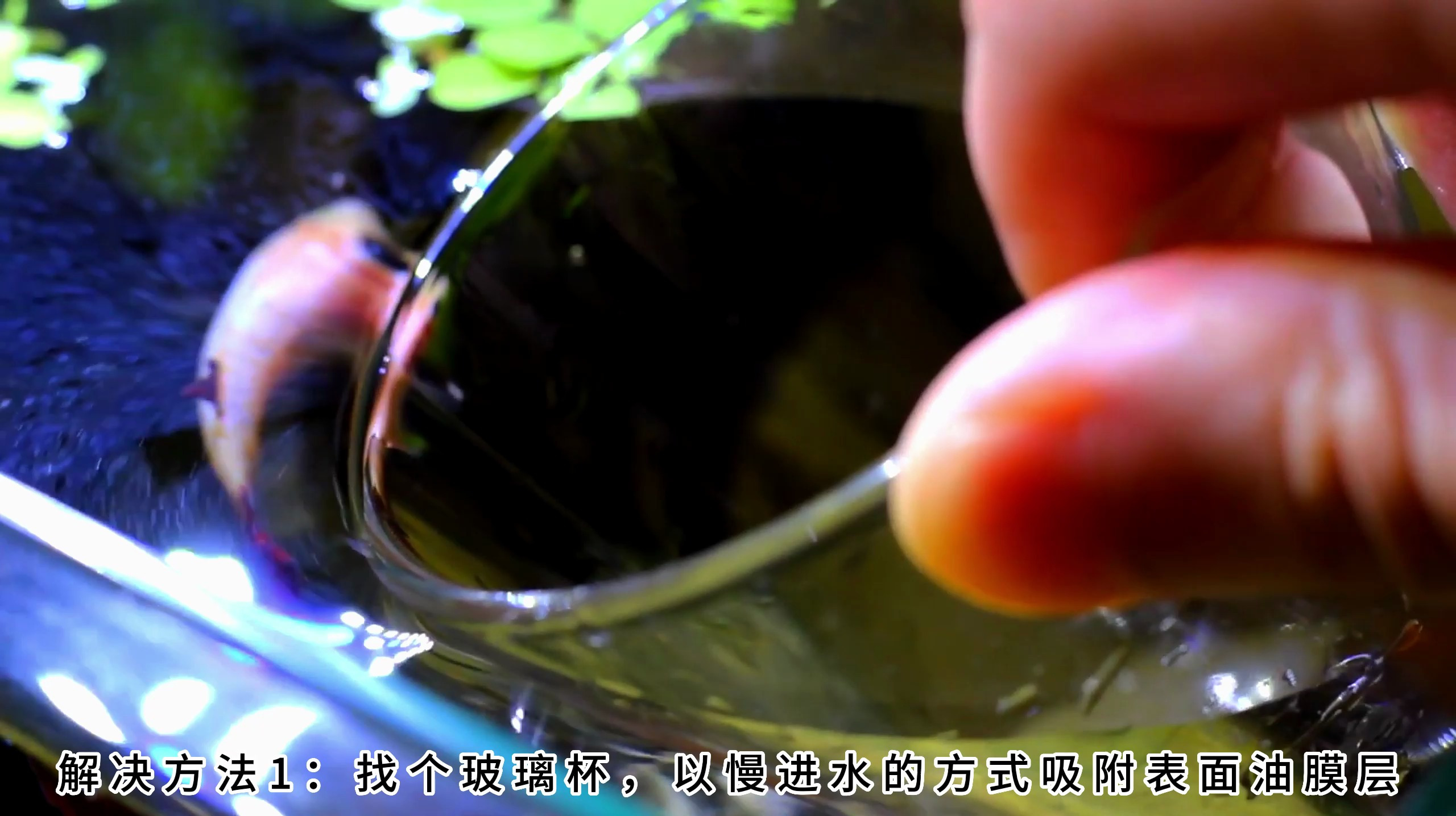 鱼缸有油膜怎么办,鱼缸油膜怎么清理,鱼缸油膜简单处理的方法