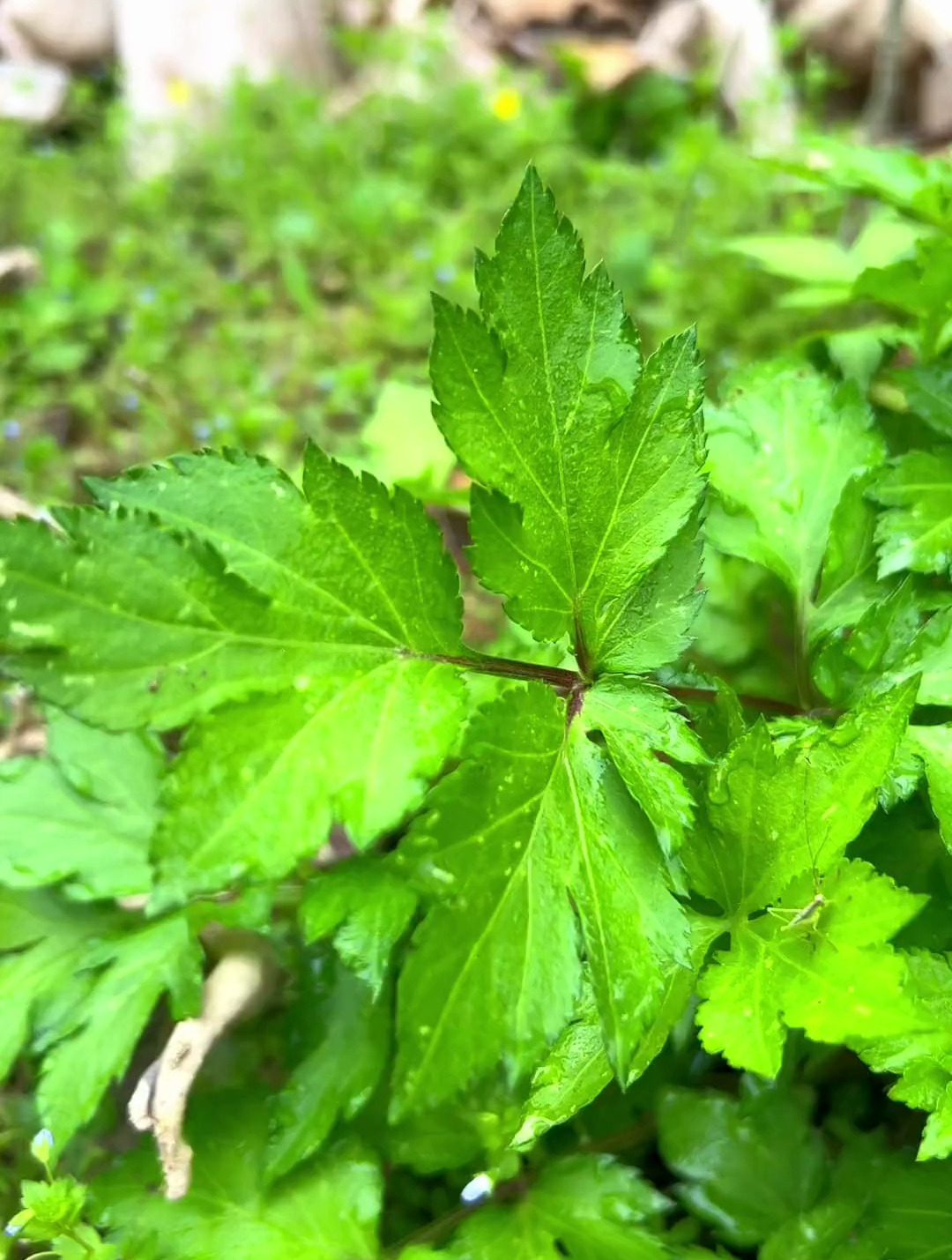 白苞蒿,我们本地话叫田螺菜,你们那边叫什么?