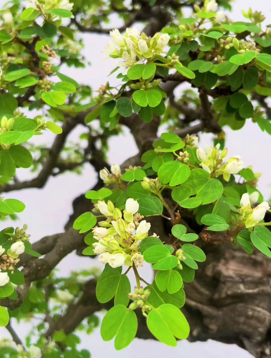 今天这一盆金丝红木羊蹄甲,大家觉得称不称得上一句绝品?