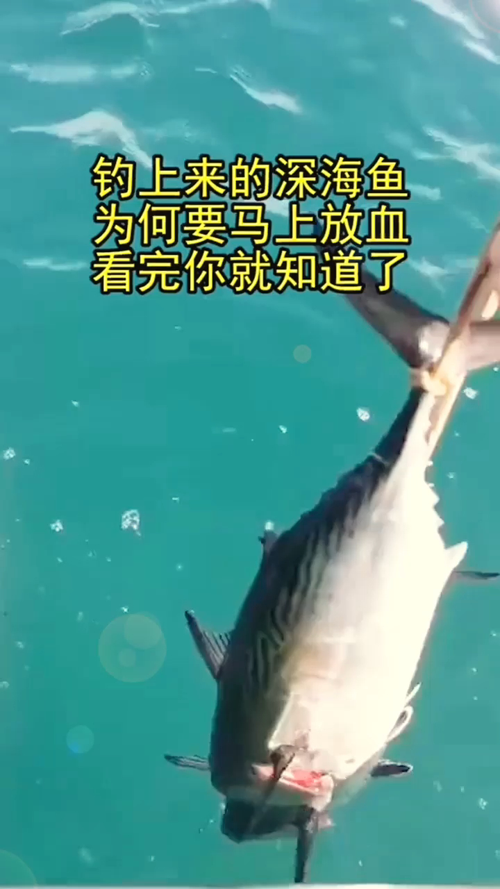 钓上来的深海鱼,为何要马上放血,看完你就知道了