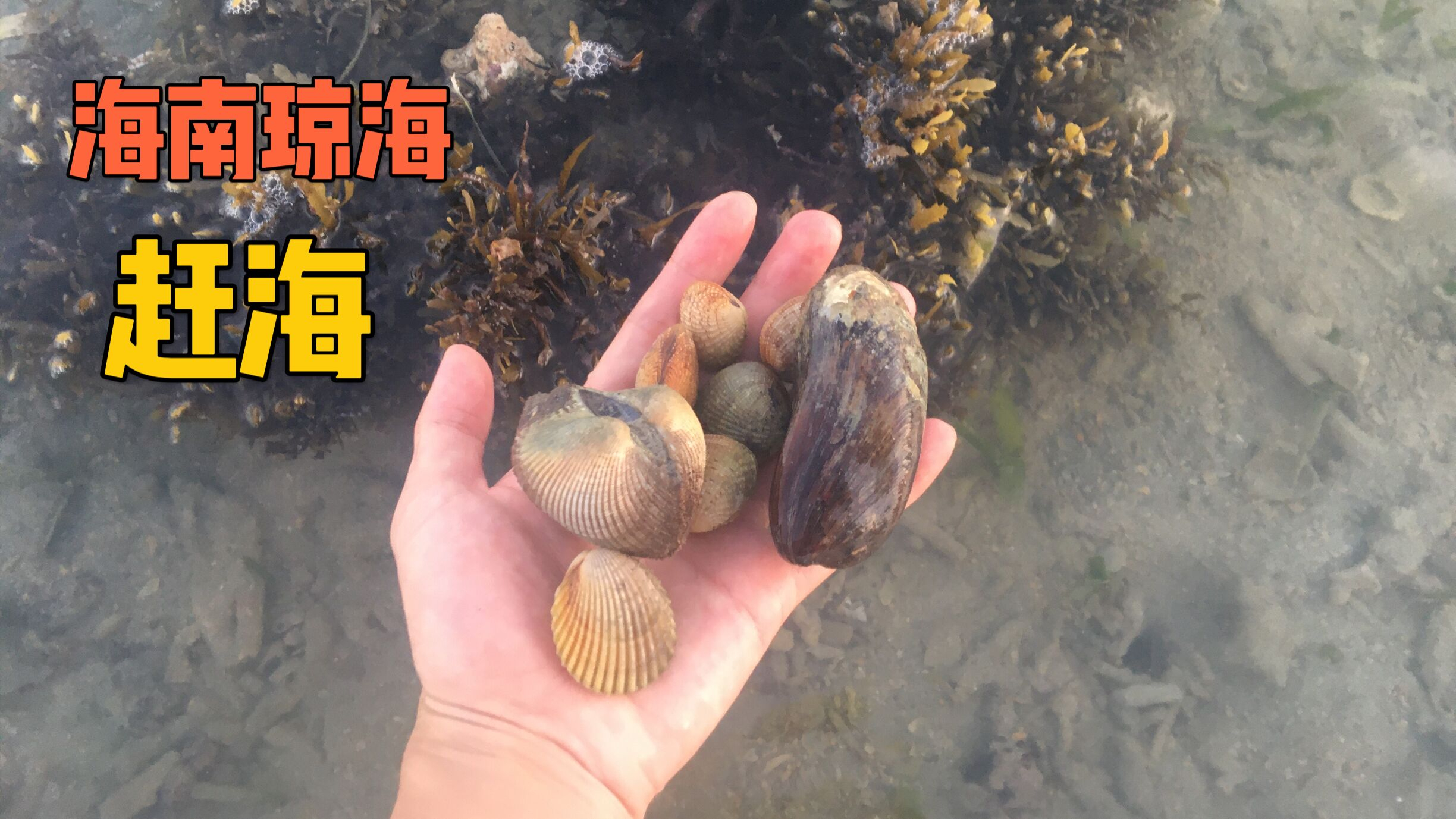 周末去海南琼海赶海,海螺很多,回去的时候收获还不少