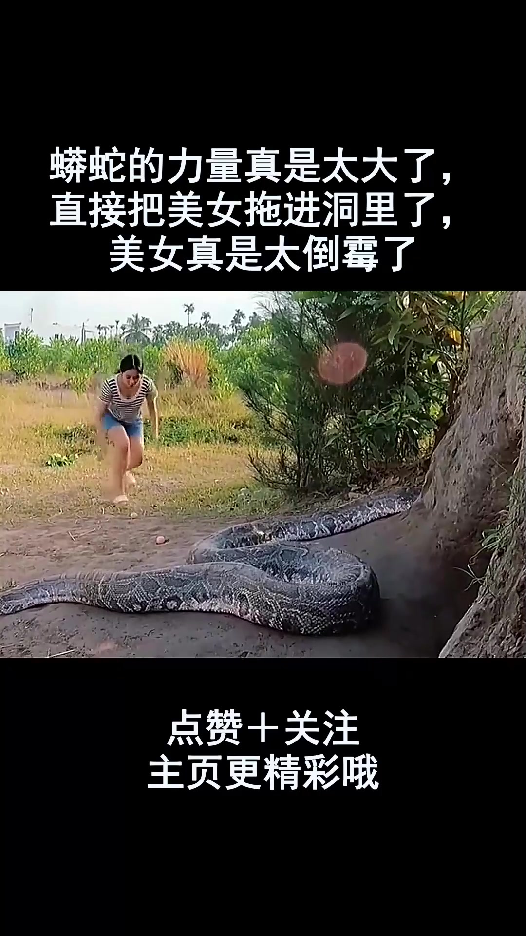 蟒蛇的力量真是太大了,直接把美女拖进洞里了,美女真是太倒霉了