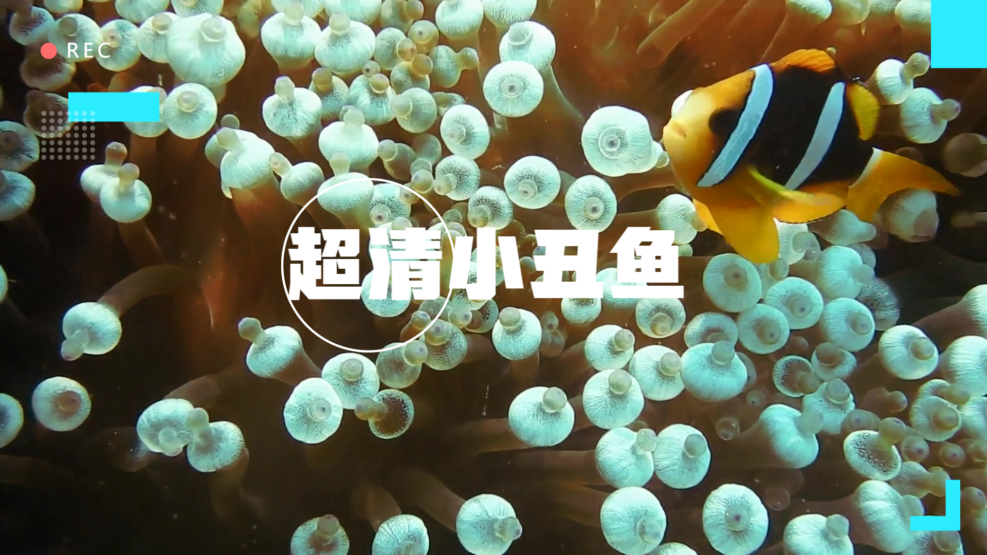 超清海洋小丑鱼素材