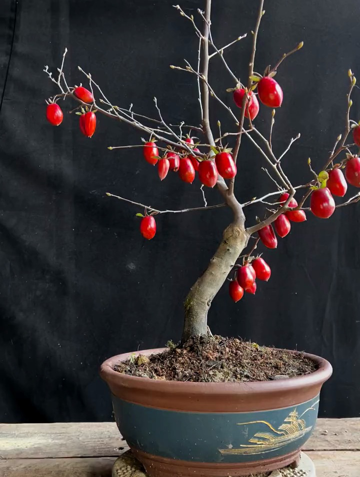 老鸦柿盆景制作技巧分享,盆景修剪