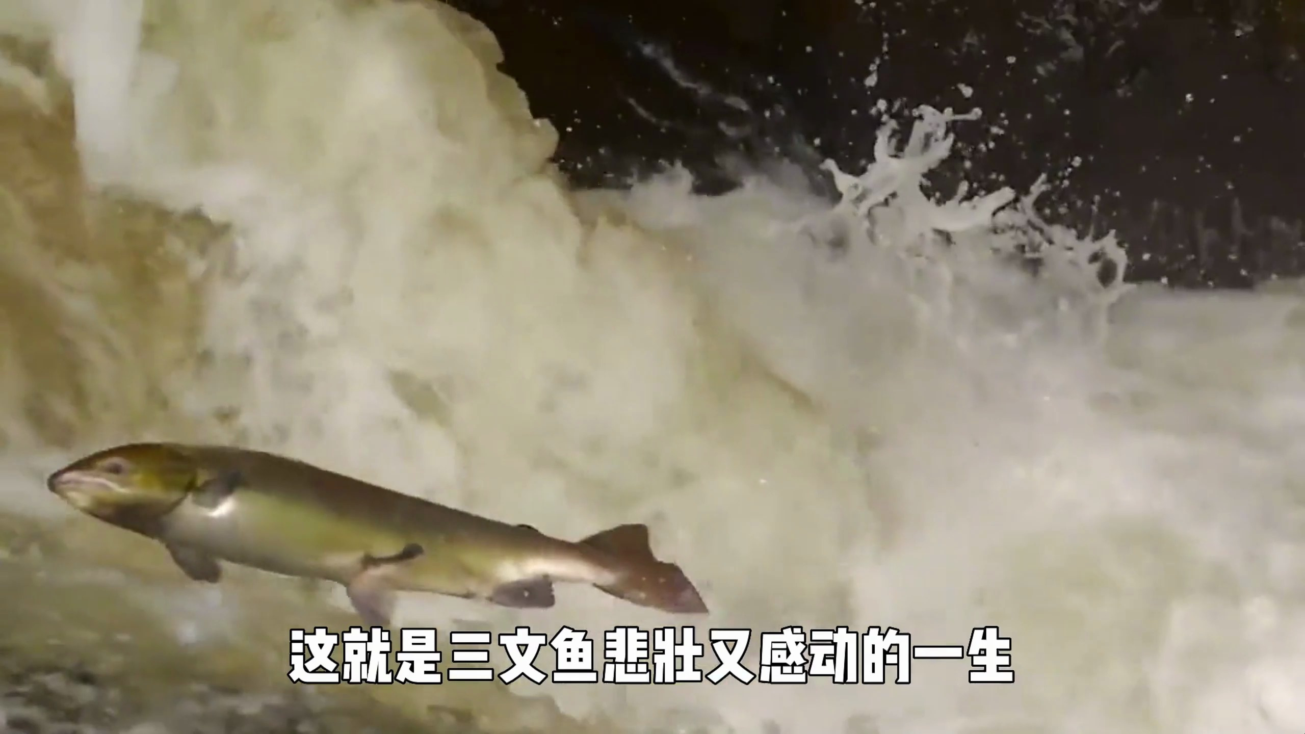 1分钟了解三文鱼洄游过程,展现悲壮又凄美的生命轮回三文鱼洄游