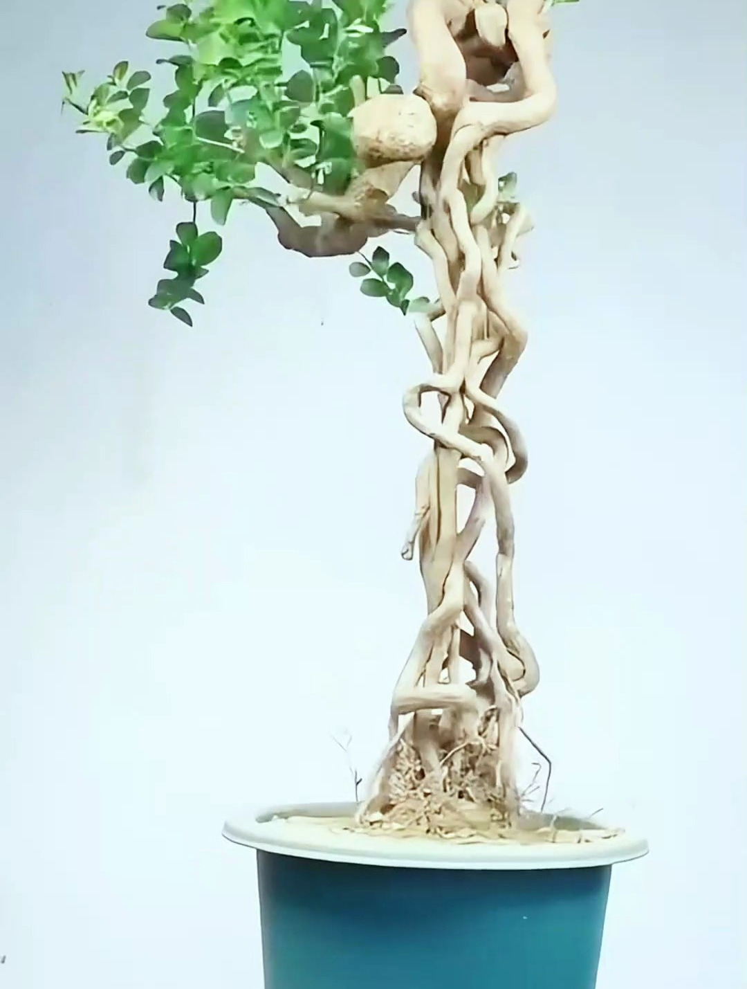 提根盆景制作过程分享!