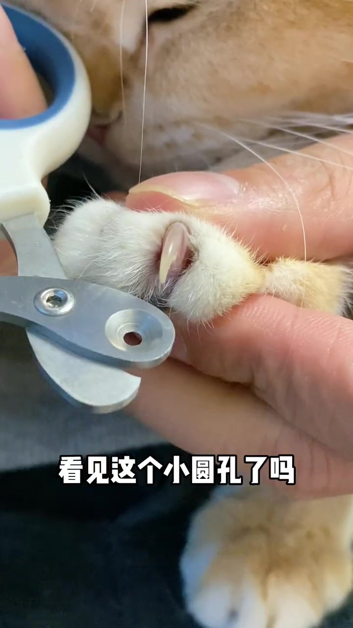 猫剪指甲角度图片