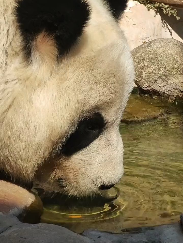 一只优雅喝水的国宝