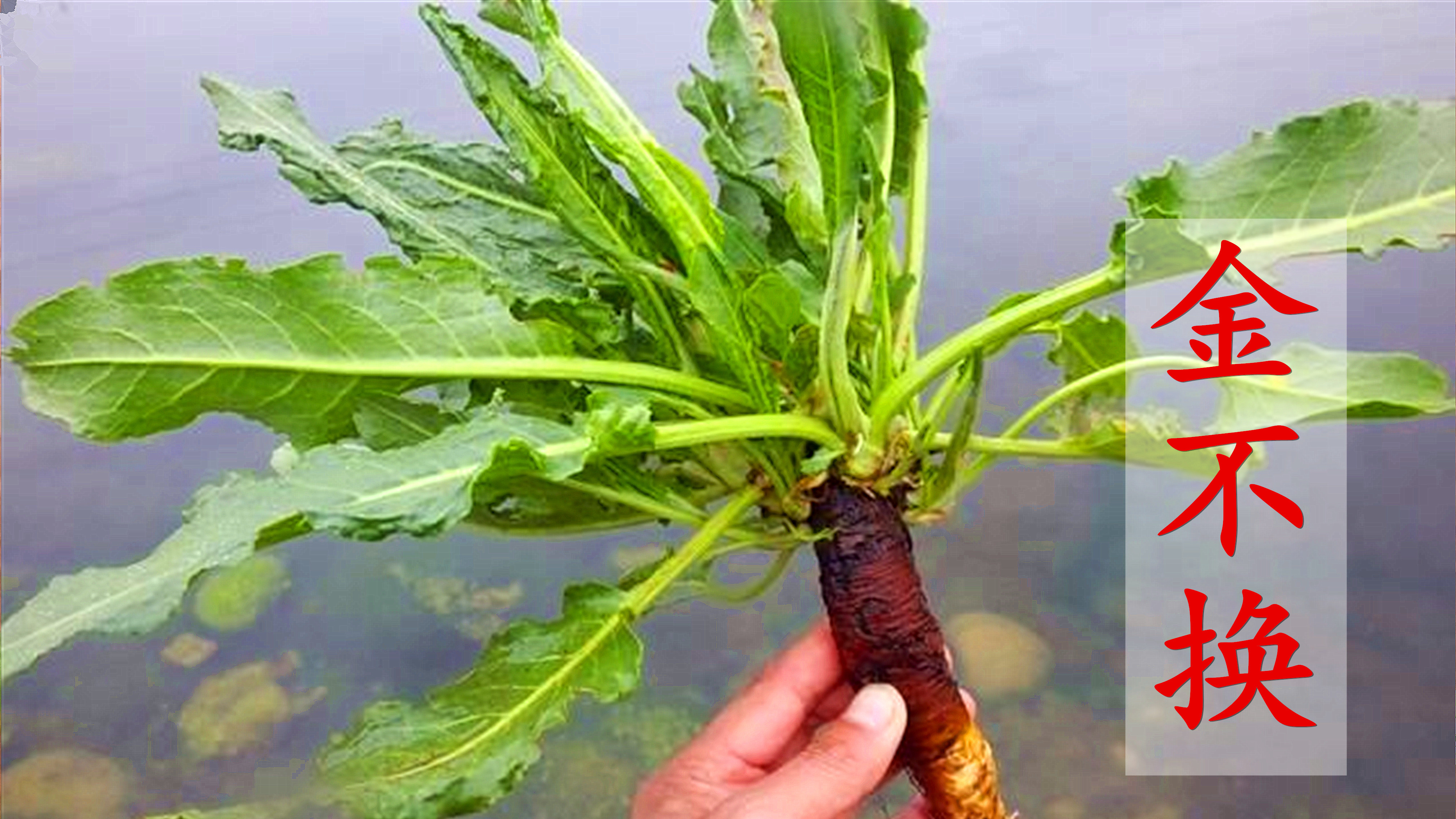 野菠菜又叫“金不换”煮水,没想到它的价值这么好?挖两棵回家