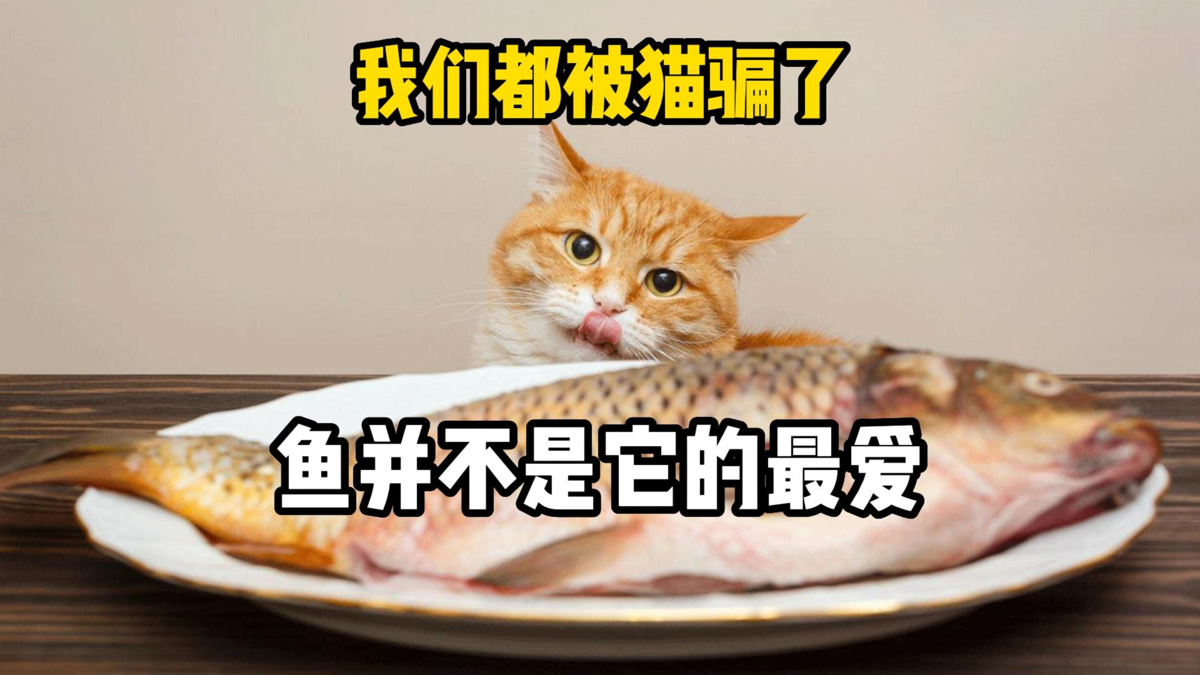 原来我们都被猫骗了,鱼并不是它的最爱!