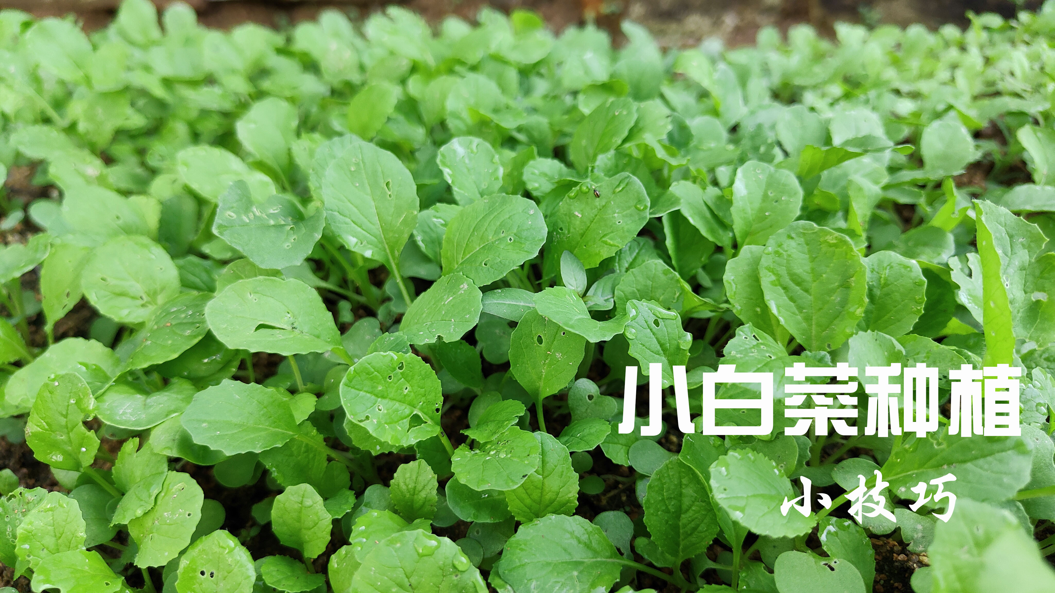 四季都可以种植的小白菜,加个小动作,3天就发芽,不断根不烂叶