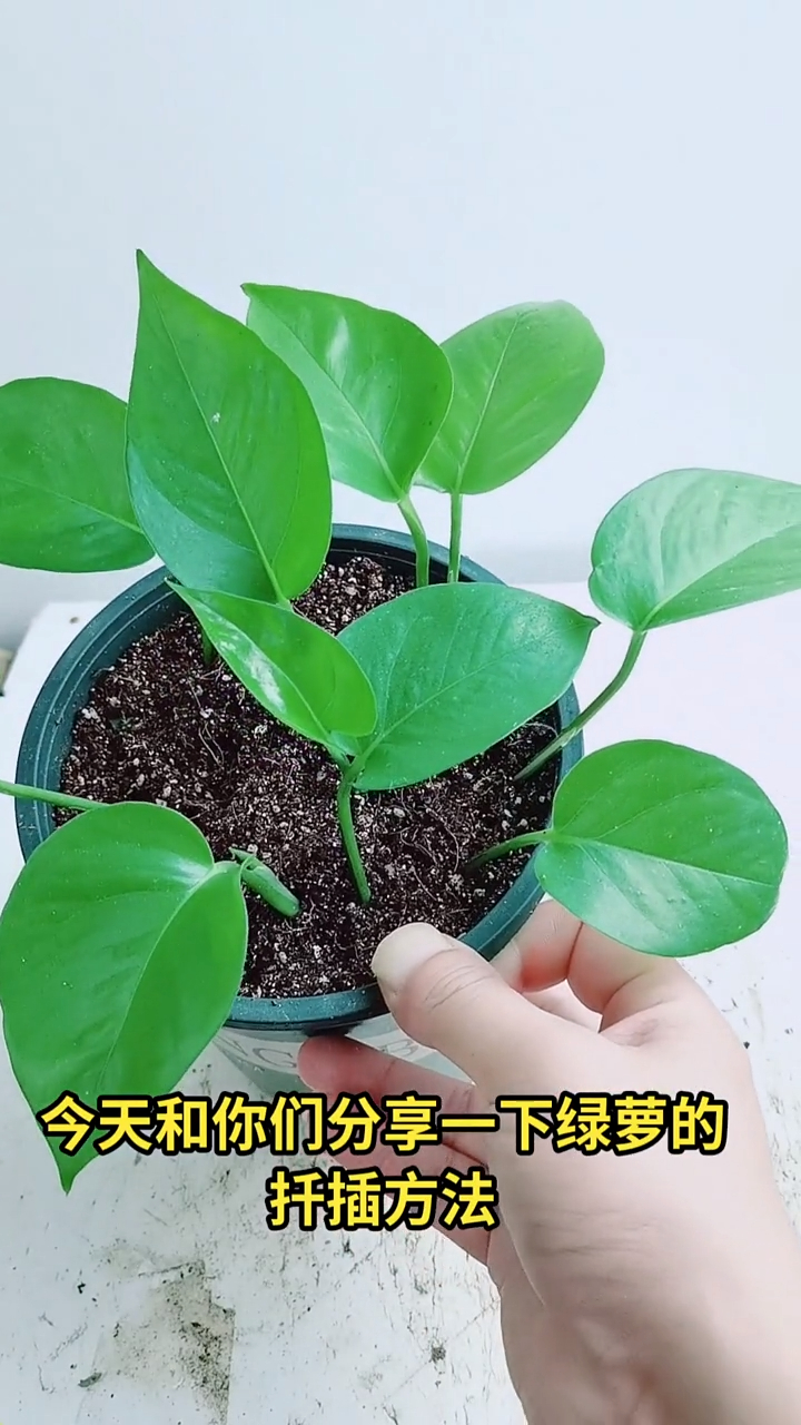 绿萝最常见的繁殖方法就是扦插