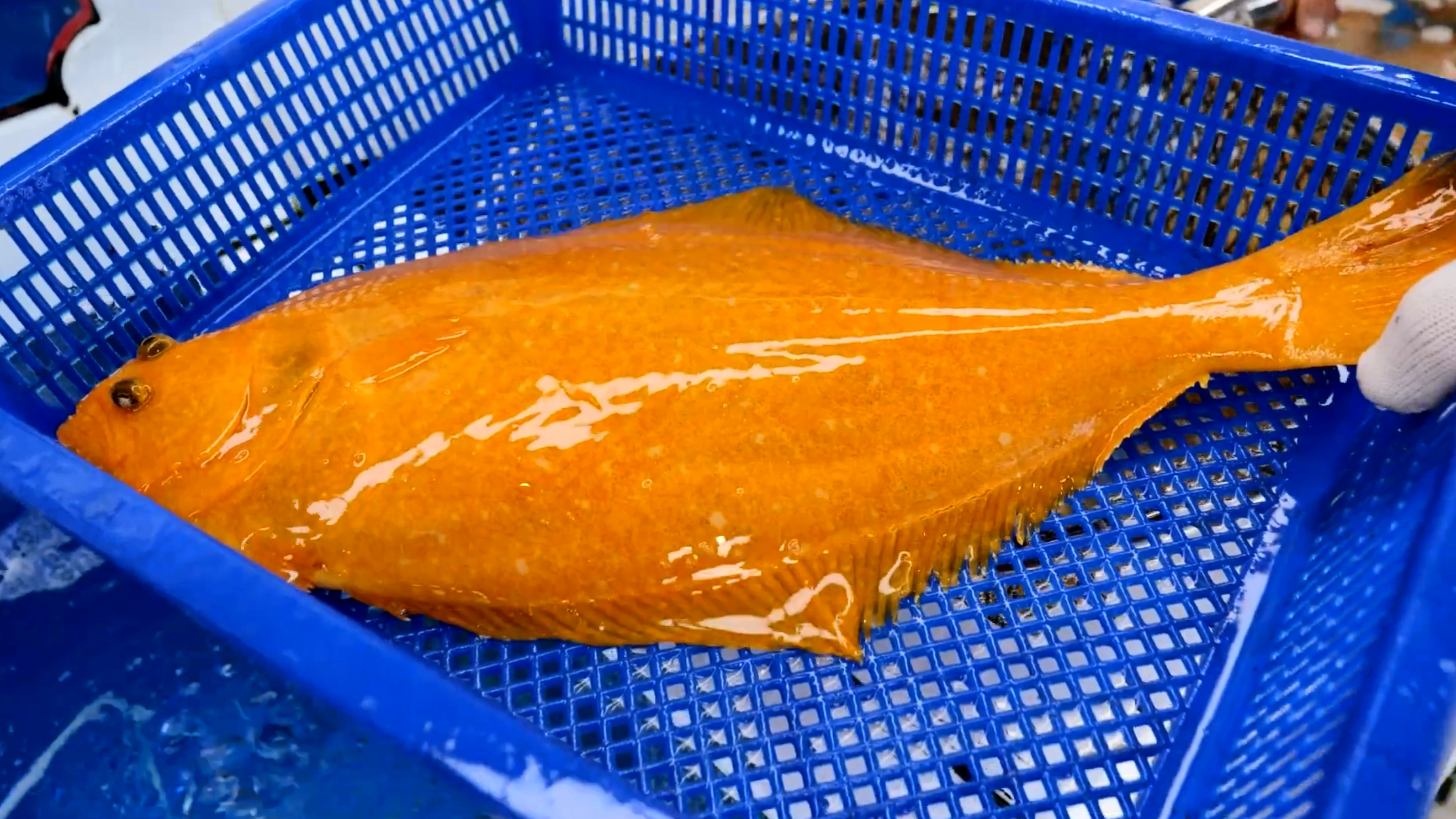 黄金比目鱼价格不菲,全身金黄色非常罕见,比普通比目鱼好吃不少