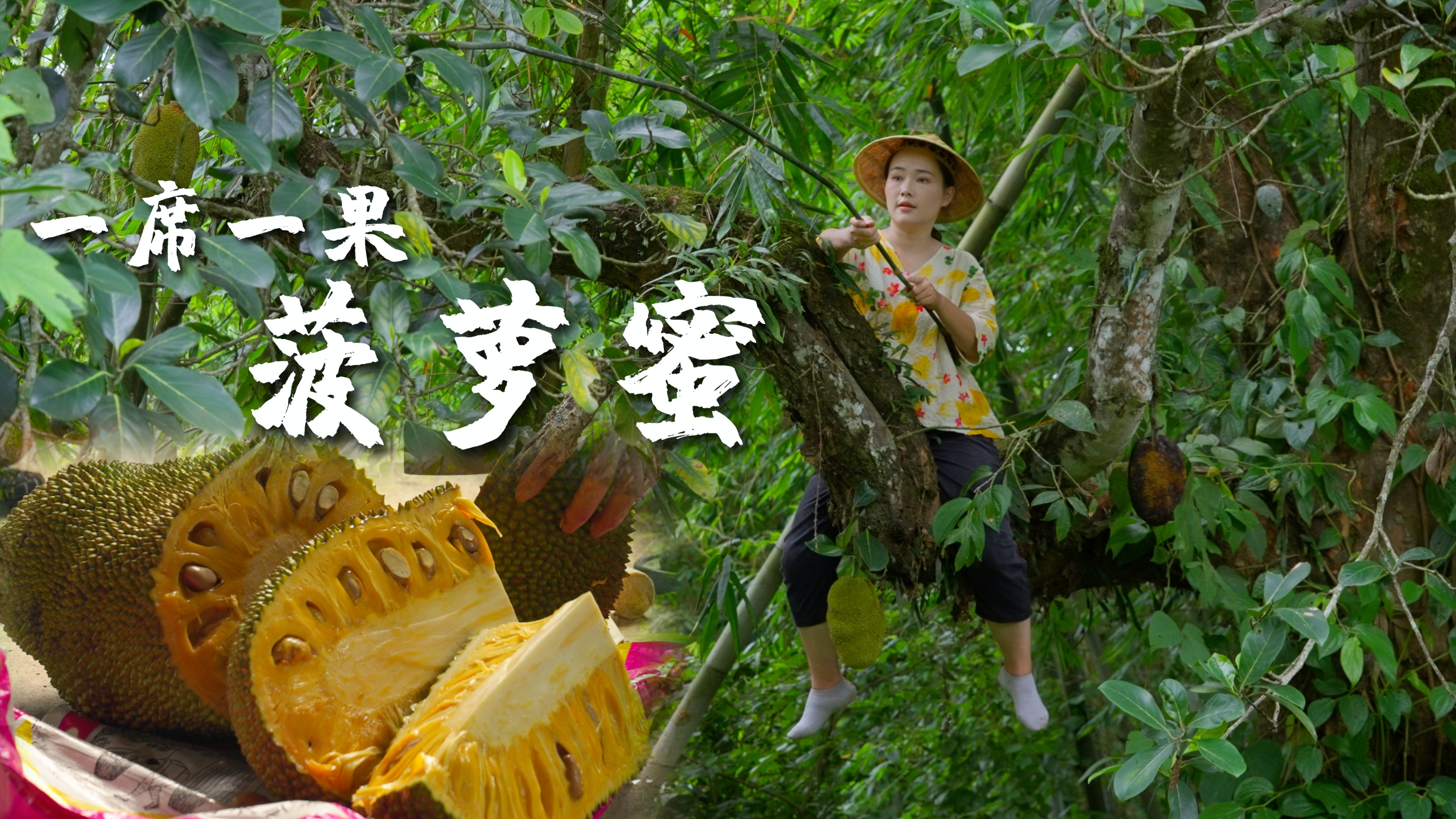 一席一果（二十七）全身是宝的巨无霸水果——菠萝蜜