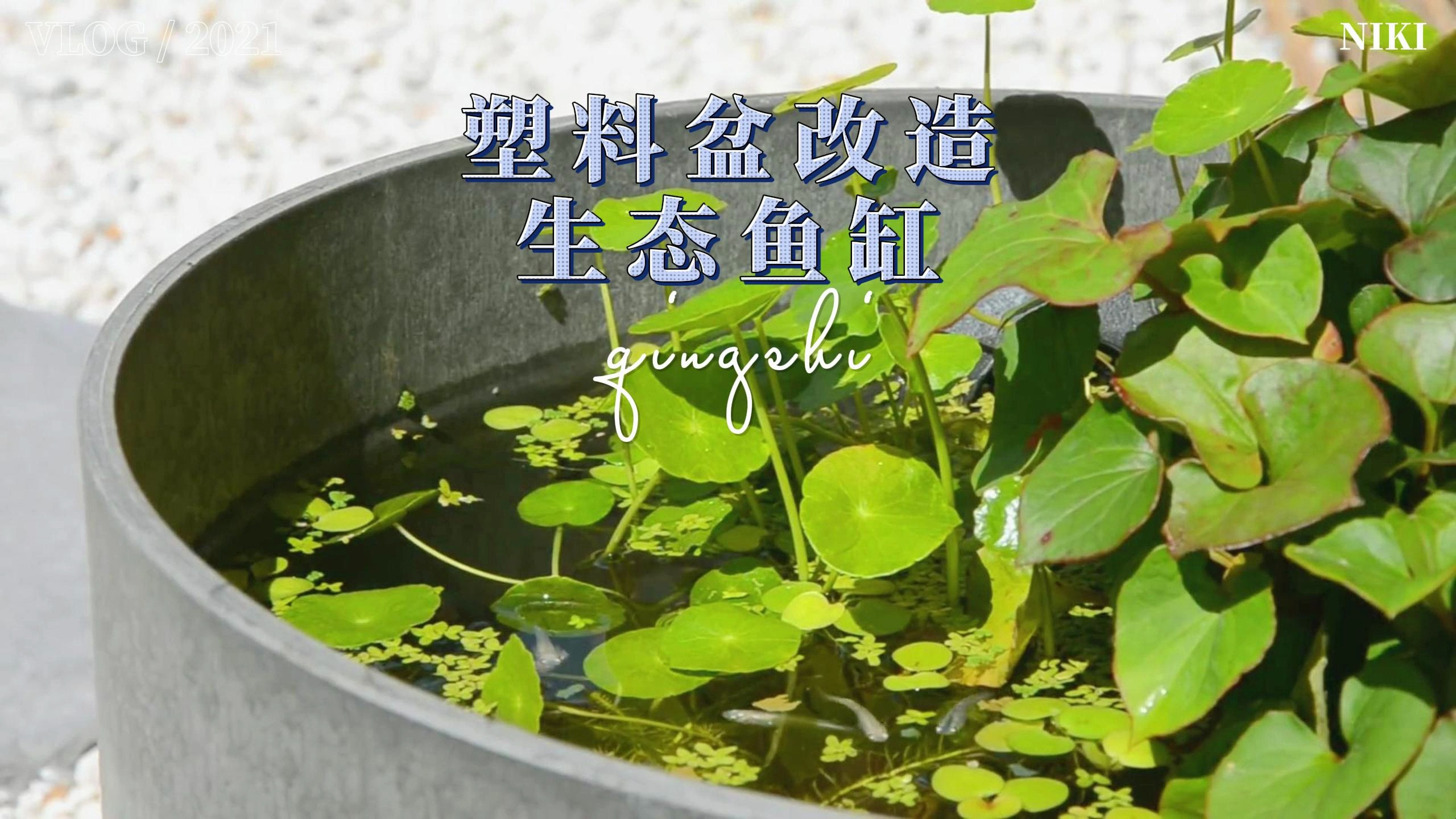 简单易学!有塑料花盆就可以养鱼,打造生态鱼缸