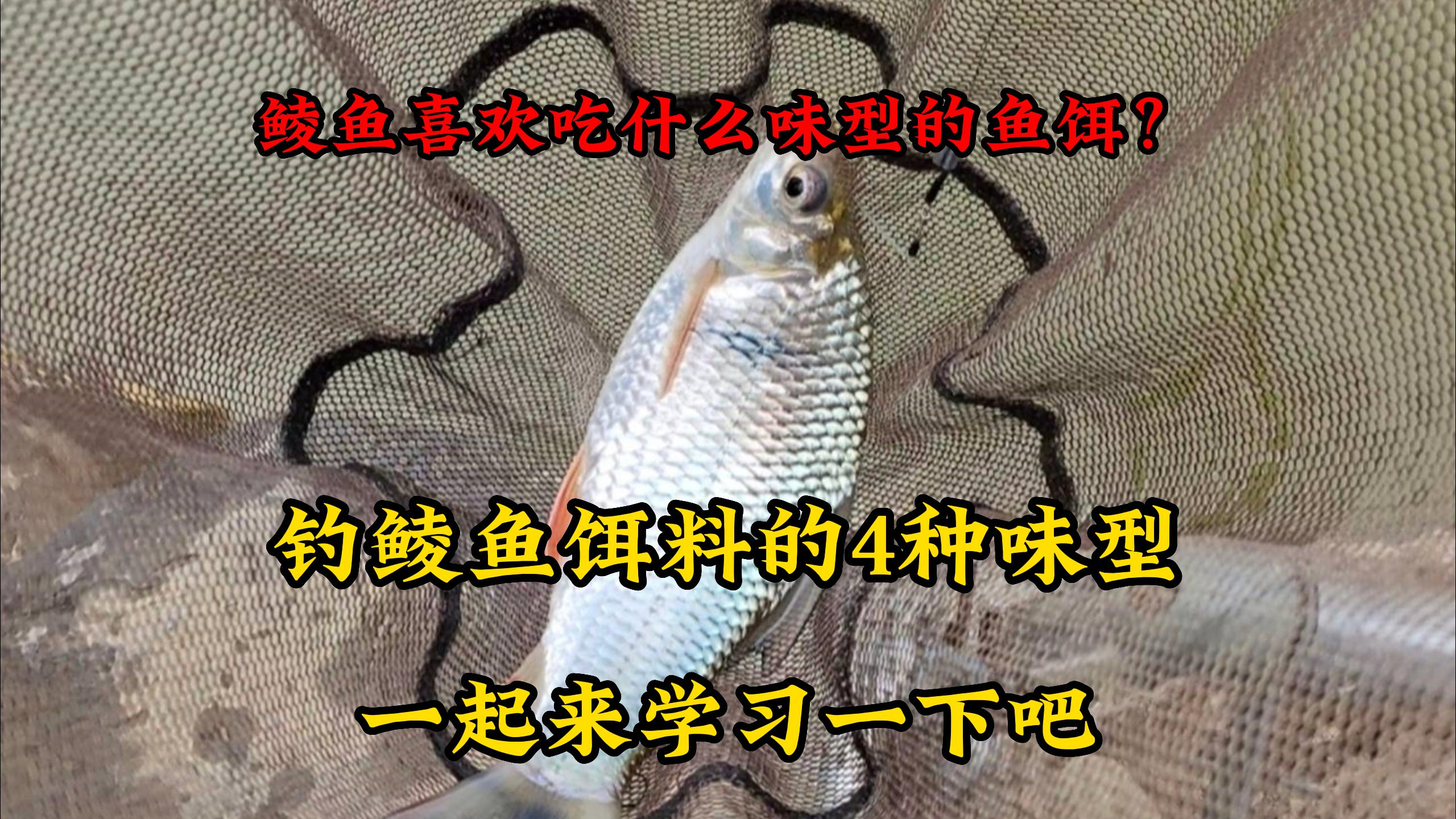 鲮鱼喜欢吃什么味型的鱼饵?钓鲮鱼饵料的4种味型,一起来学习吧