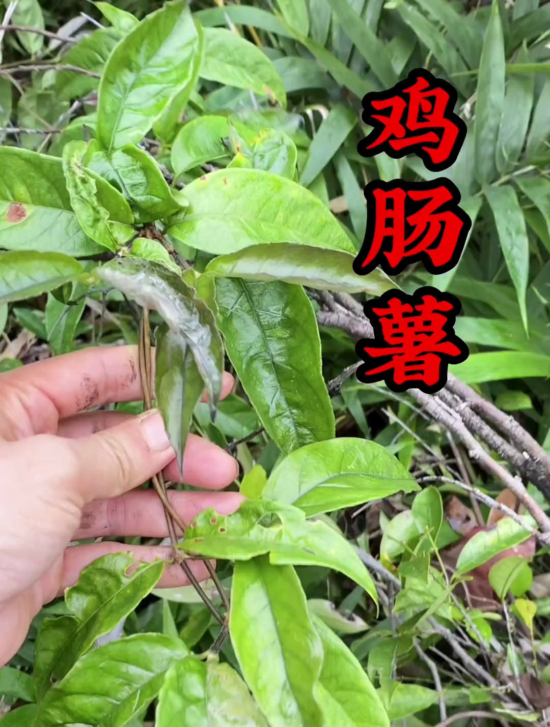 植物科普:鸡肠薯,也叫巴戟天,煲汤,泡酒,是个难得的宝贝哟!