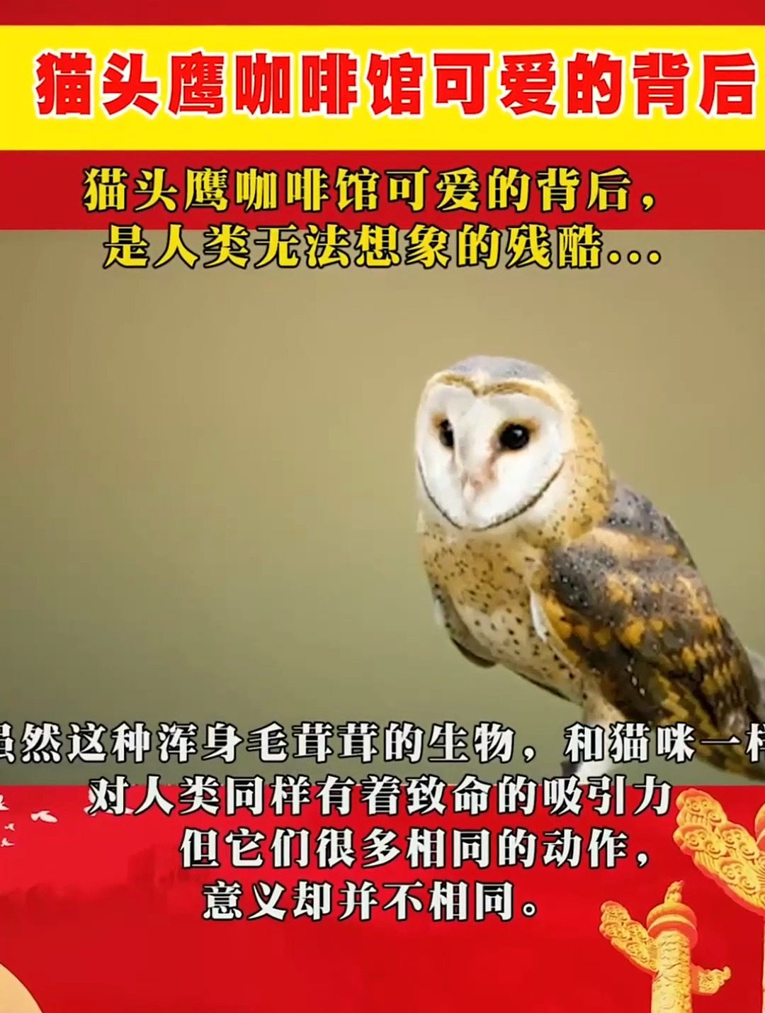 猫咪眨眼或许有喜欢你的意思,而猫头鹰眨眼,则是威吓的动作-度小视