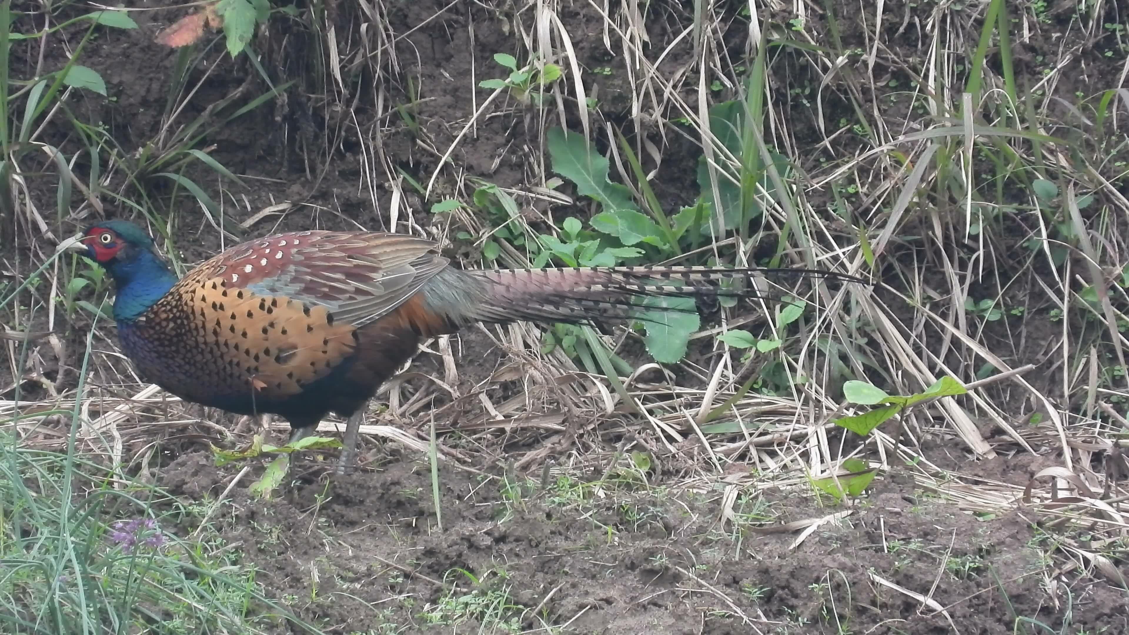 野鸡漂亮,就是不容易拍到,像这样拍就轻而易举了