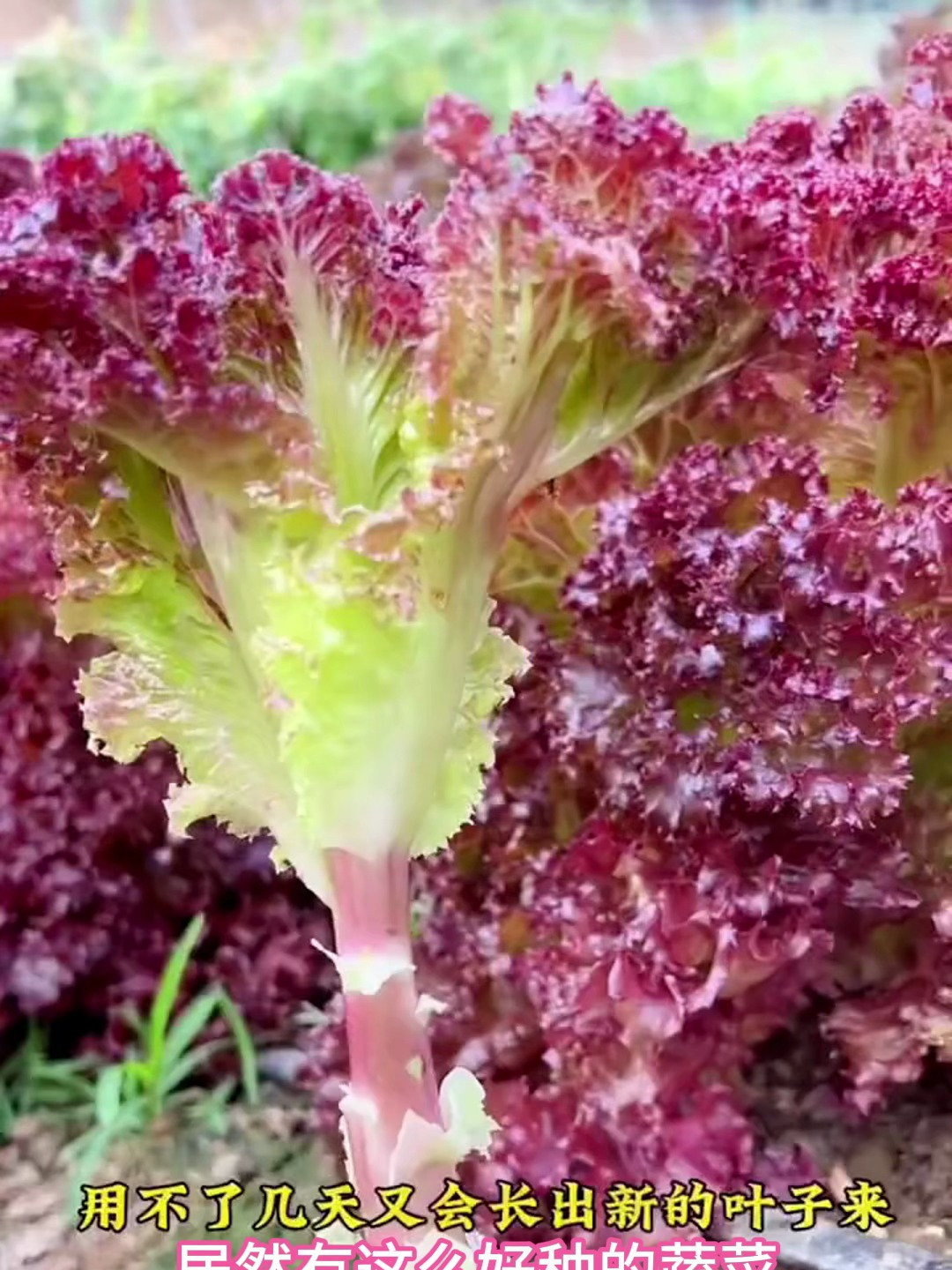 紫叶生菜种子,花青素满满,口感清甜脆嫩,阳台种上超合适
