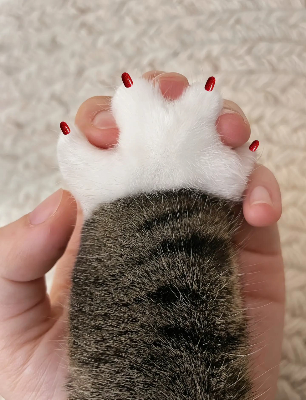 小猫咪我做个美甲咋啦瞅瞅我这细皮嫩肉的小爪子,难道不配做个美甲吗!