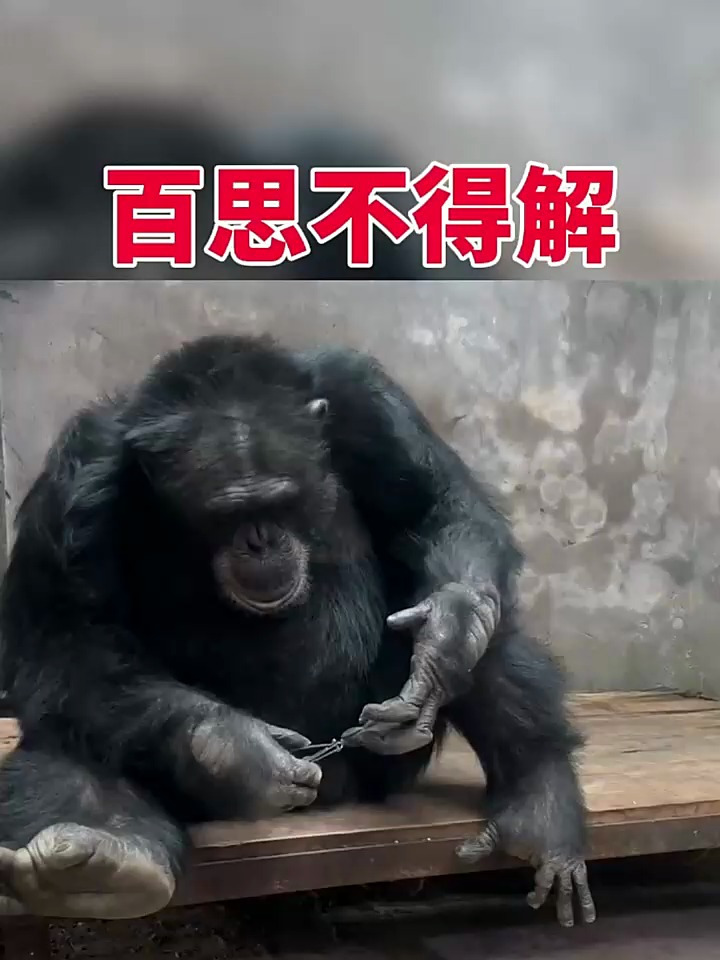 本猩猩真是百思不得解
