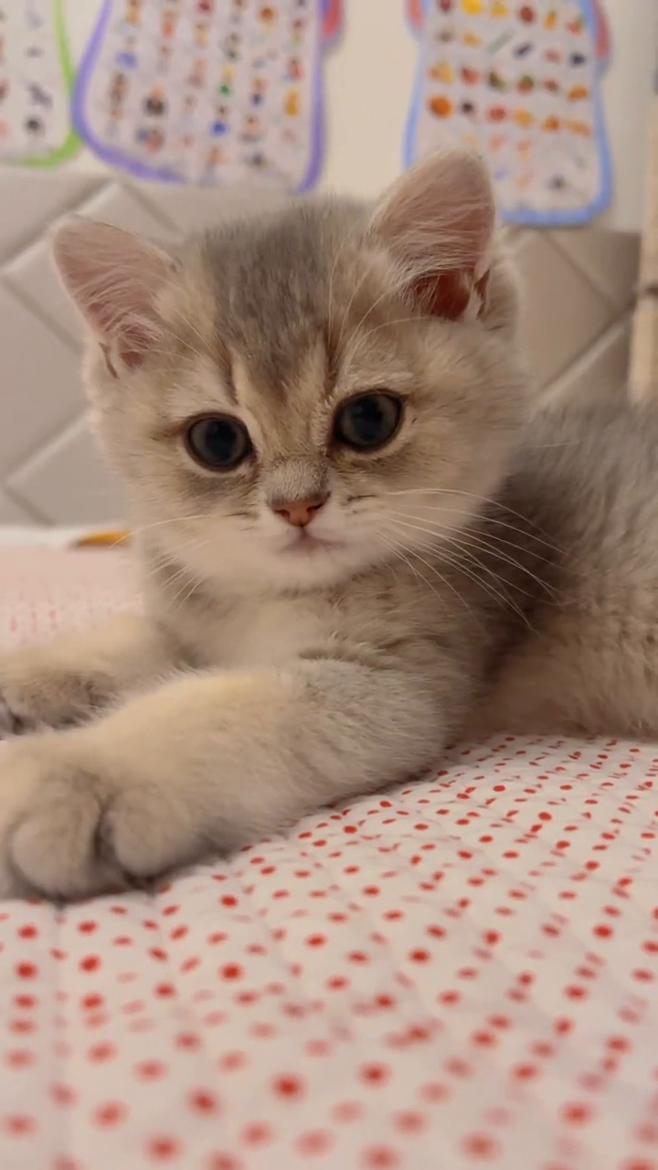 谁能拒绝双眼皮的小猫咪呢