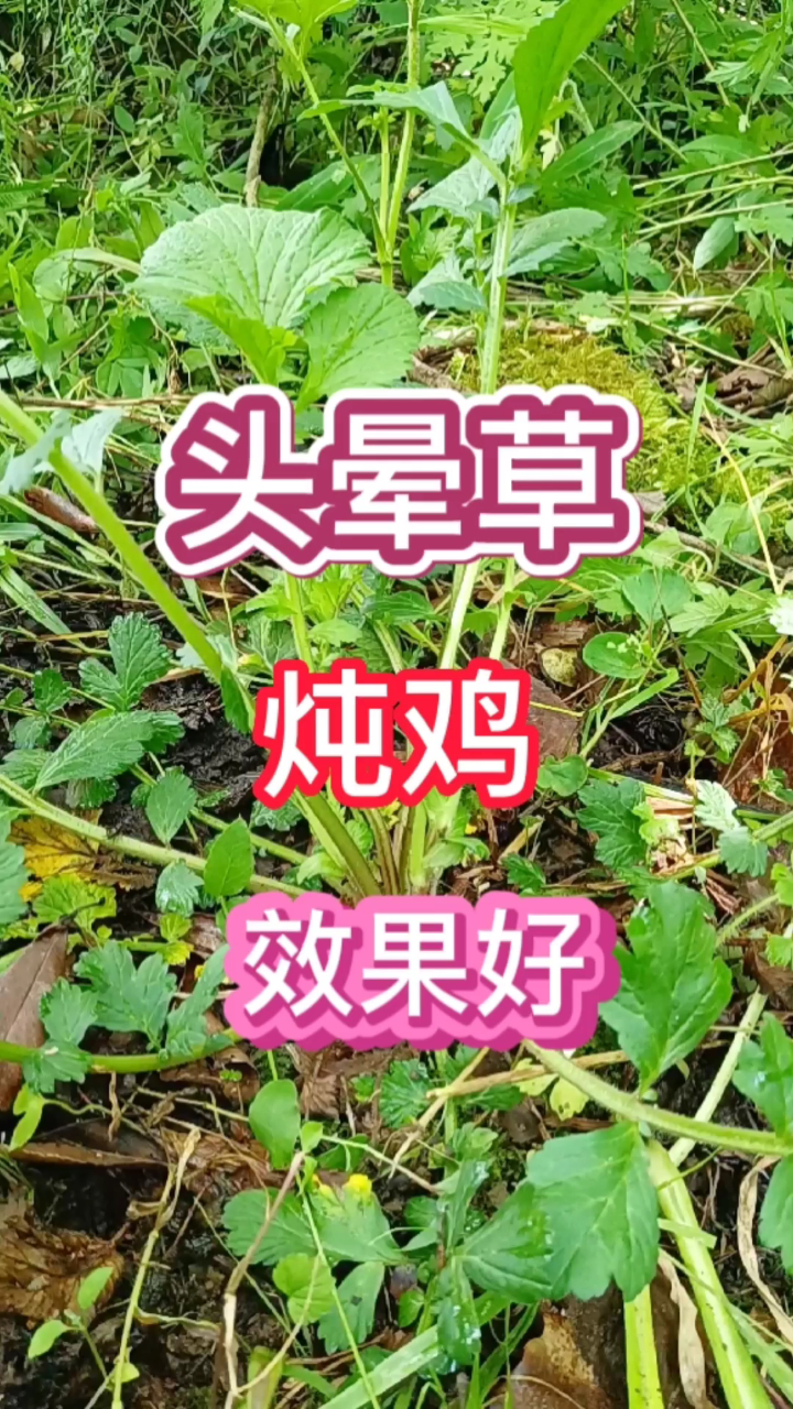 头晕草炖老母鸡不只是味道好你吃过吗