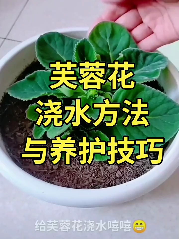 芙蓉花的养殖方法图片