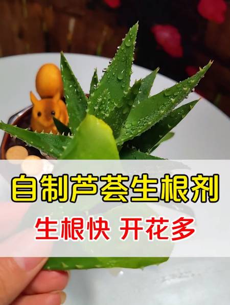 生根剂不用买,自己在家就能做-度小视