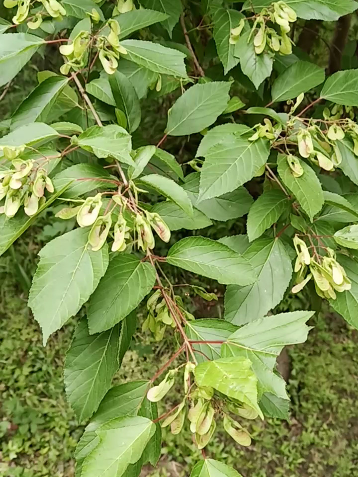 茶条槭 大树图片