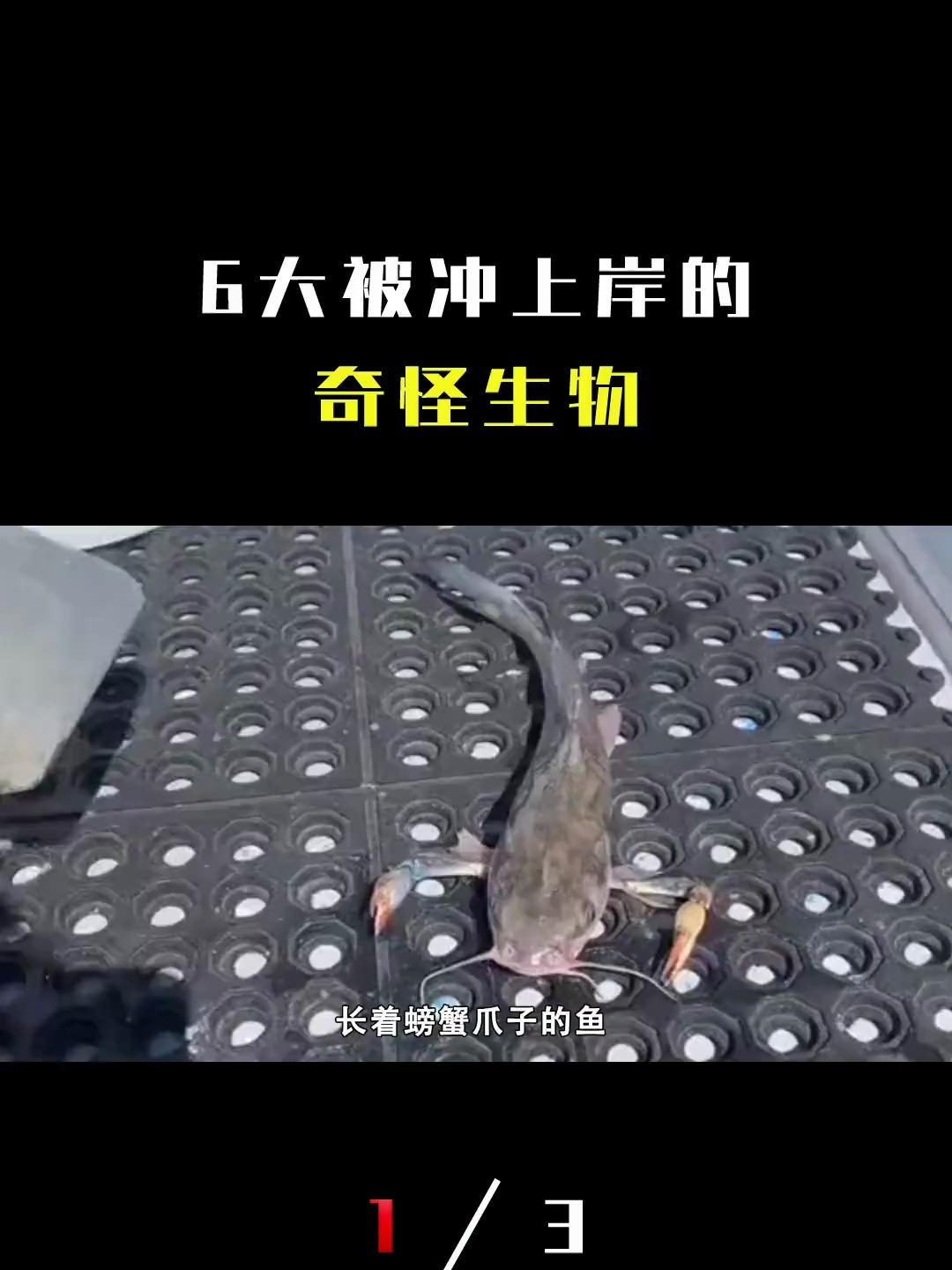 6大被冲上岸的深海怪物:长着螃蟹爪子的鱼,长十几米的日本海怪