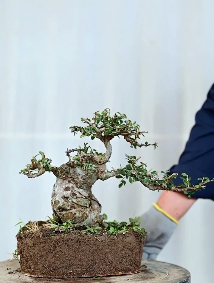 修剪一棵渣渣榔榆,看我如何用一双妙手让它变成矮霸-度小视